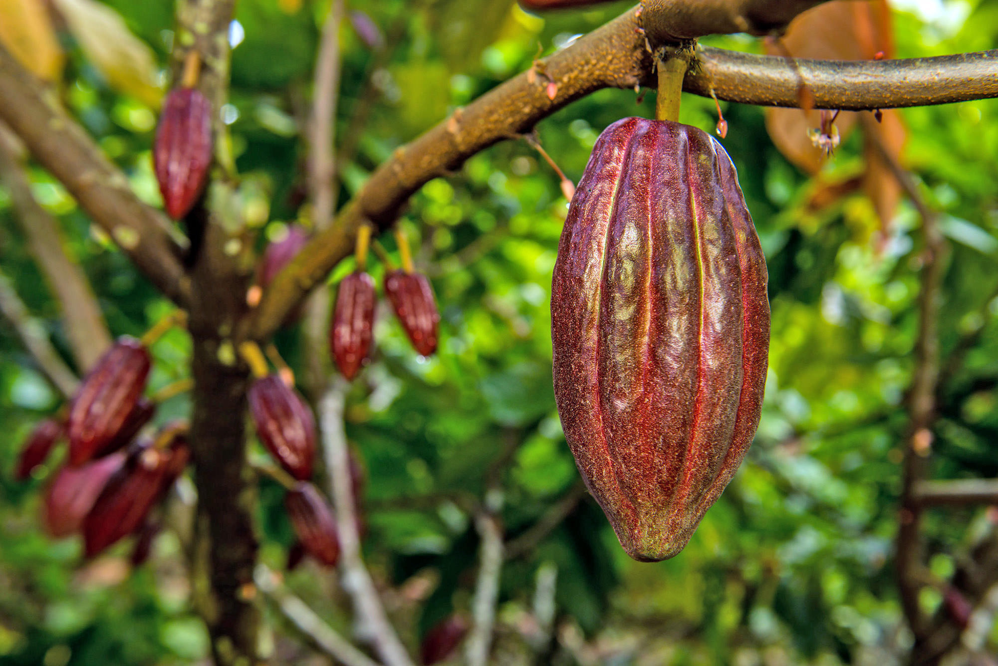 Climate change readiness, Cocoa farmers, Rainforest Alliance support, Sustainable future, 2000x1340 HD Desktop