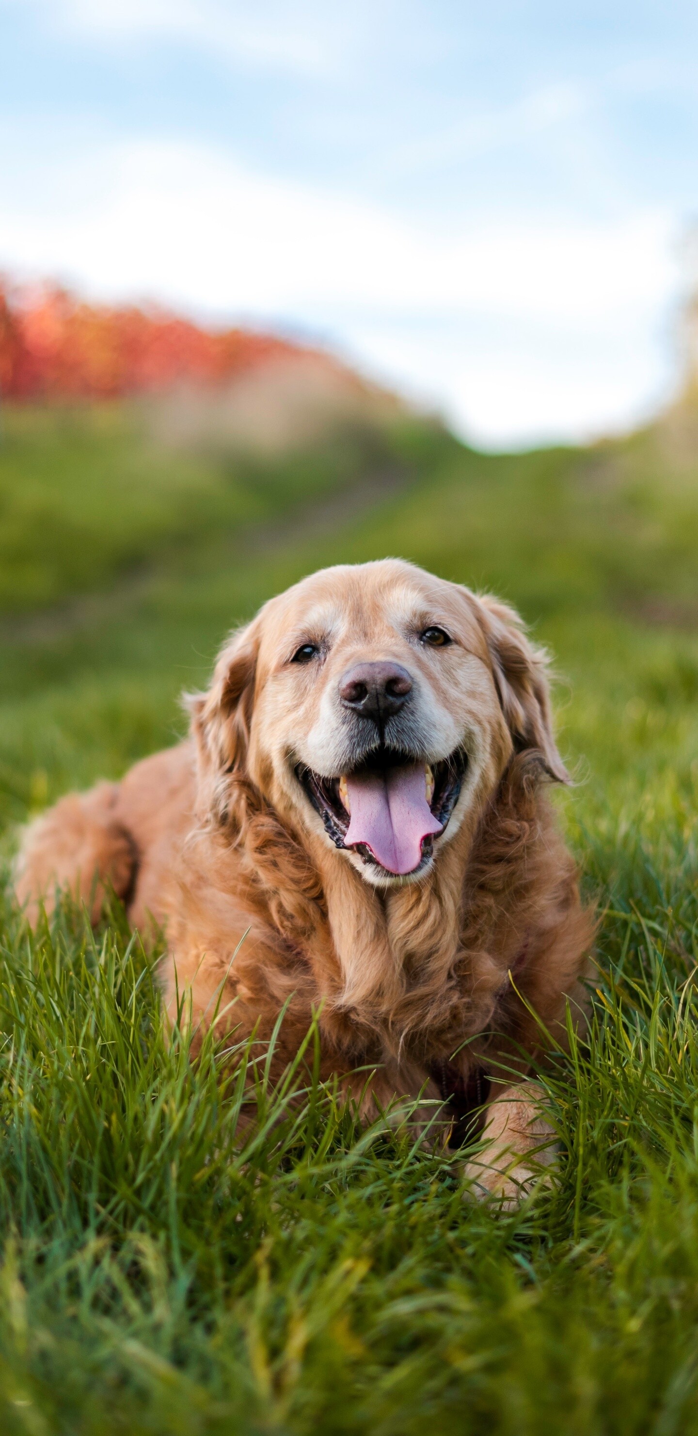 Golden Retriever, Captivating Samsung Galaxy wallpapers, Visual masterpiece, Unforgettable beauty, 1440x2960 HD Phone