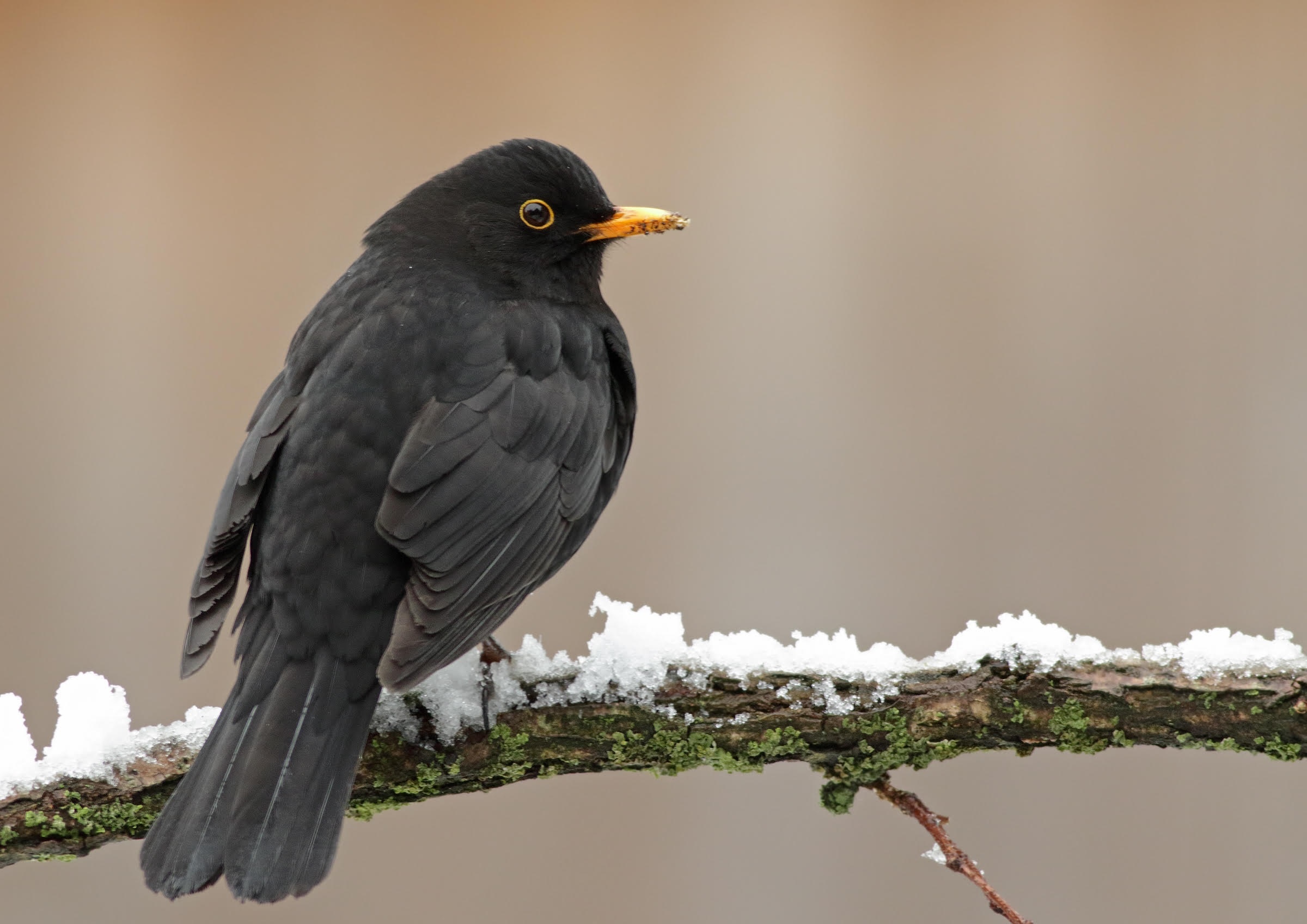 Common Blackbird, Urban bird population, Longevity study, Health research, 2400x1700 HD Desktop