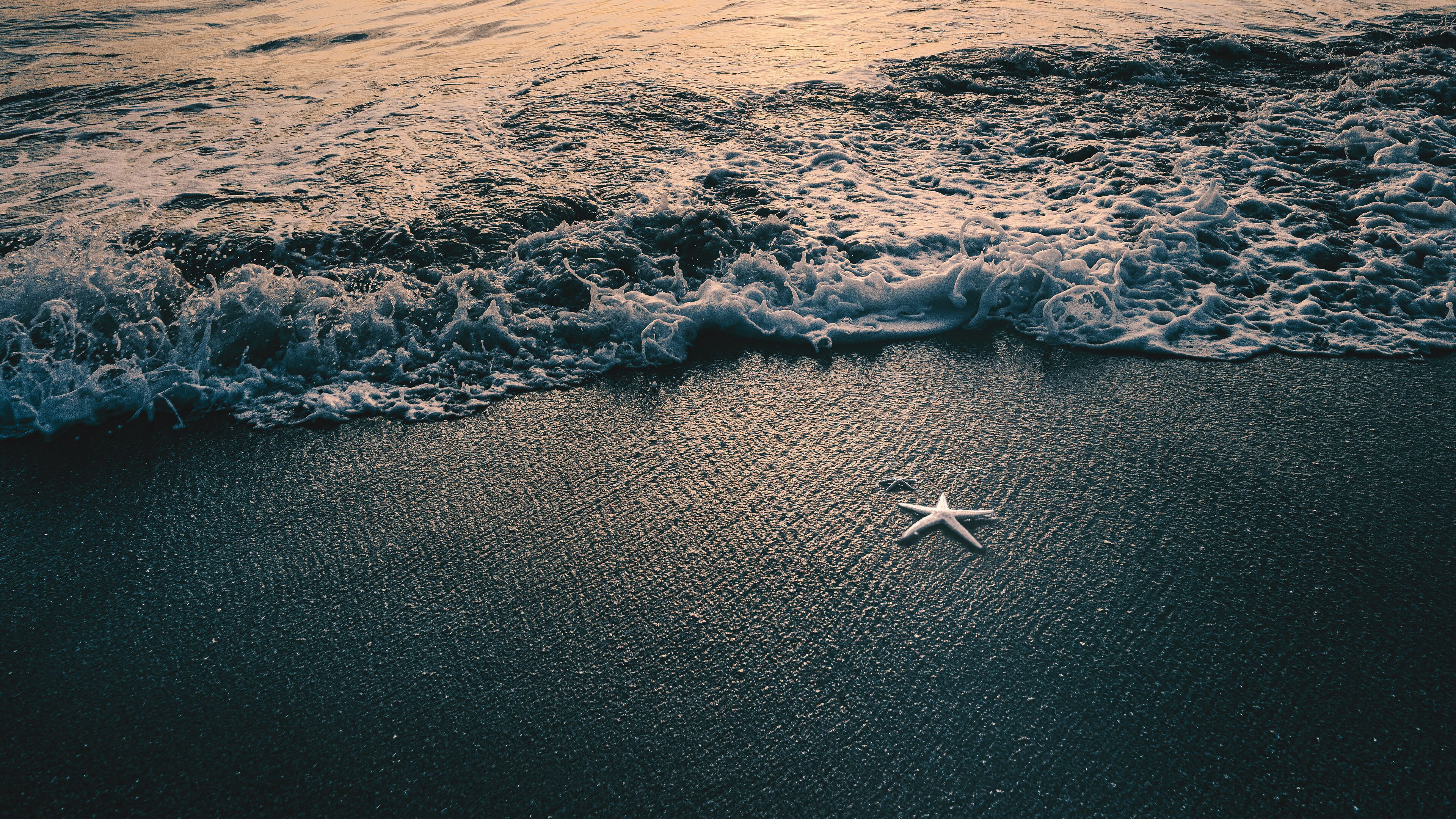 Starfish, Animals, Beach, Ultra, 3840x2160 4K Desktop