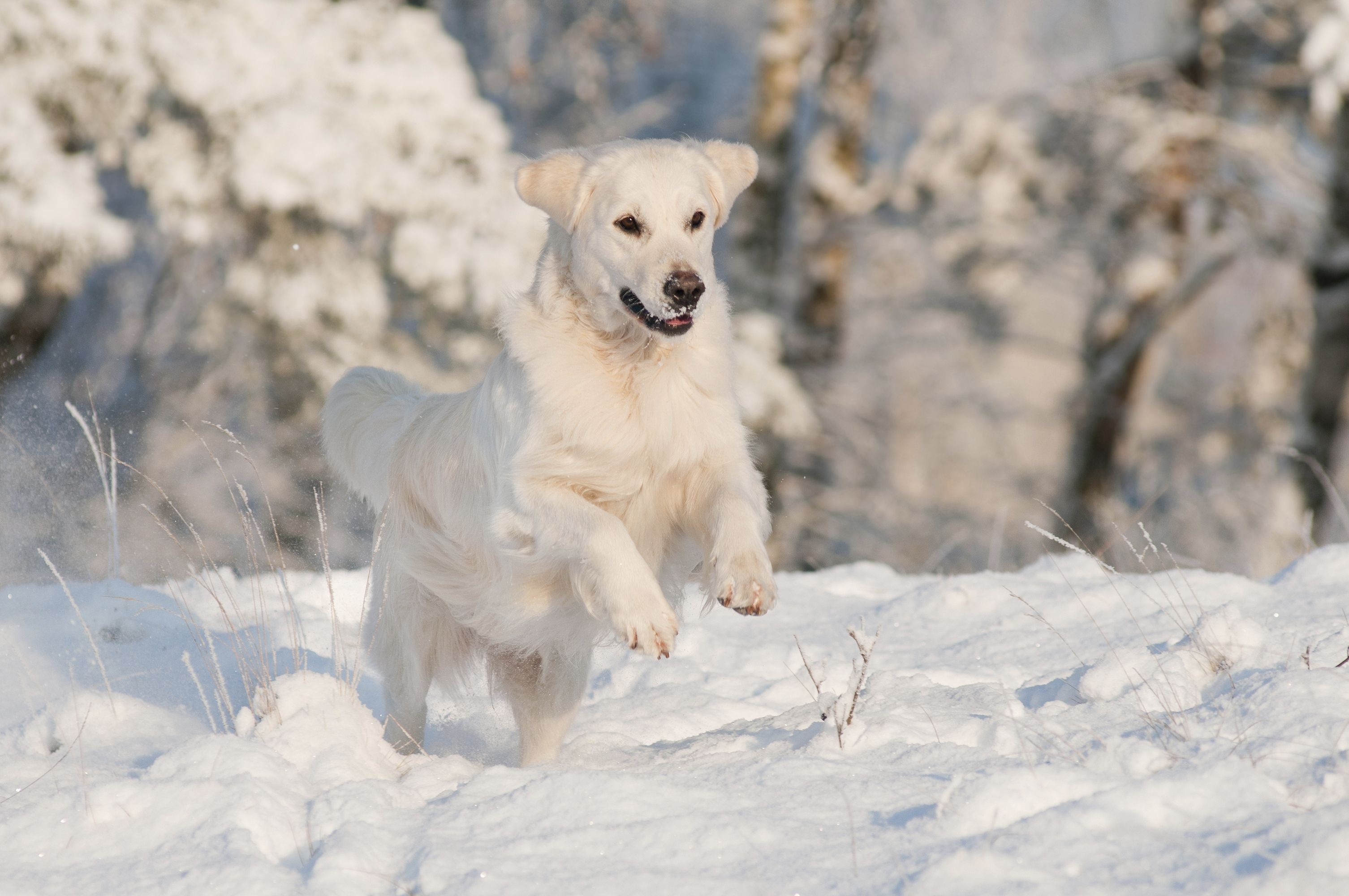 Akbash Dog, Winter walks, Dog breeds, Livestock guardian dog, 3020x2000 HD Desktop