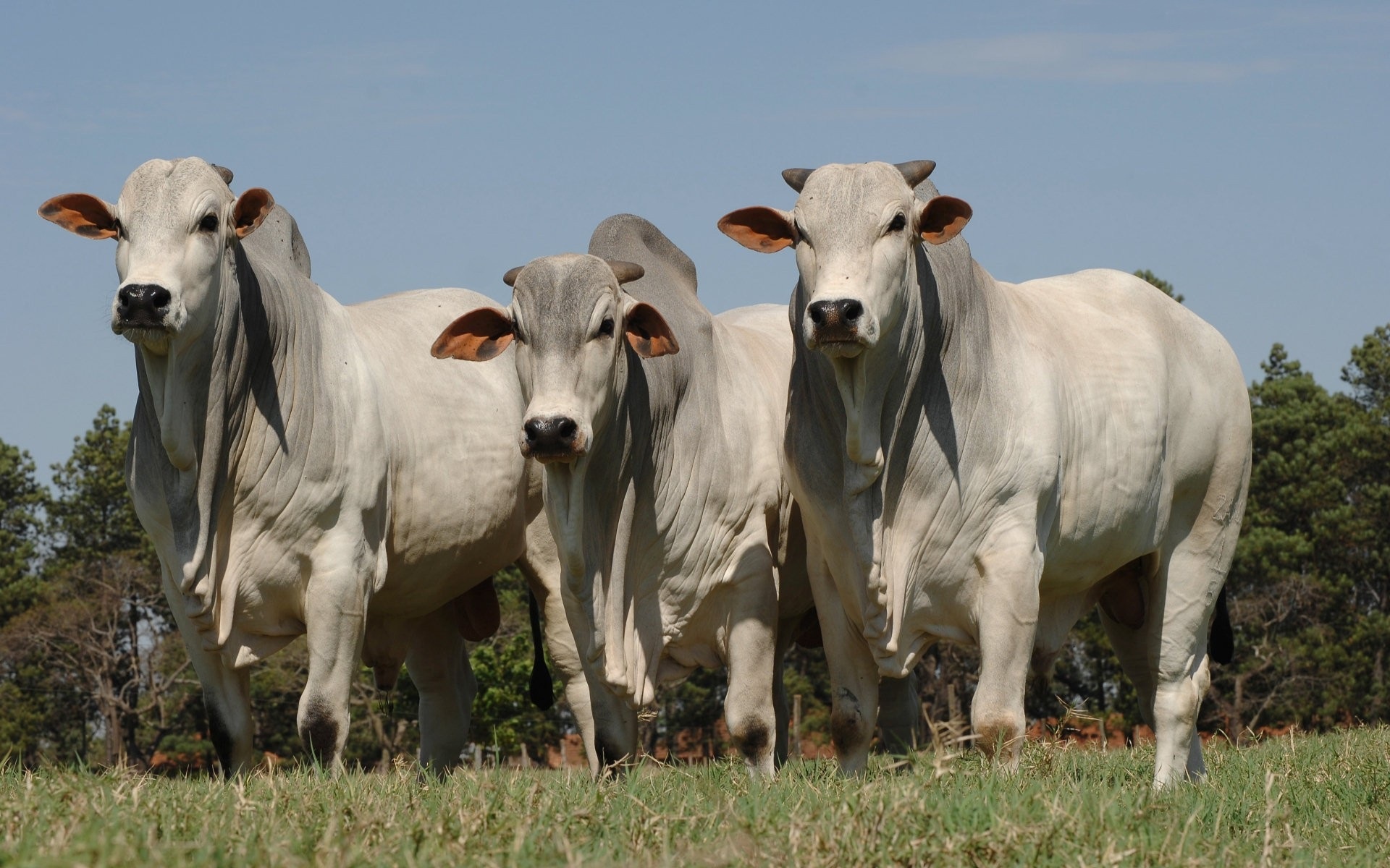 Brahman bulls, Cow Wallpaper, 1920x1200 HD Desktop