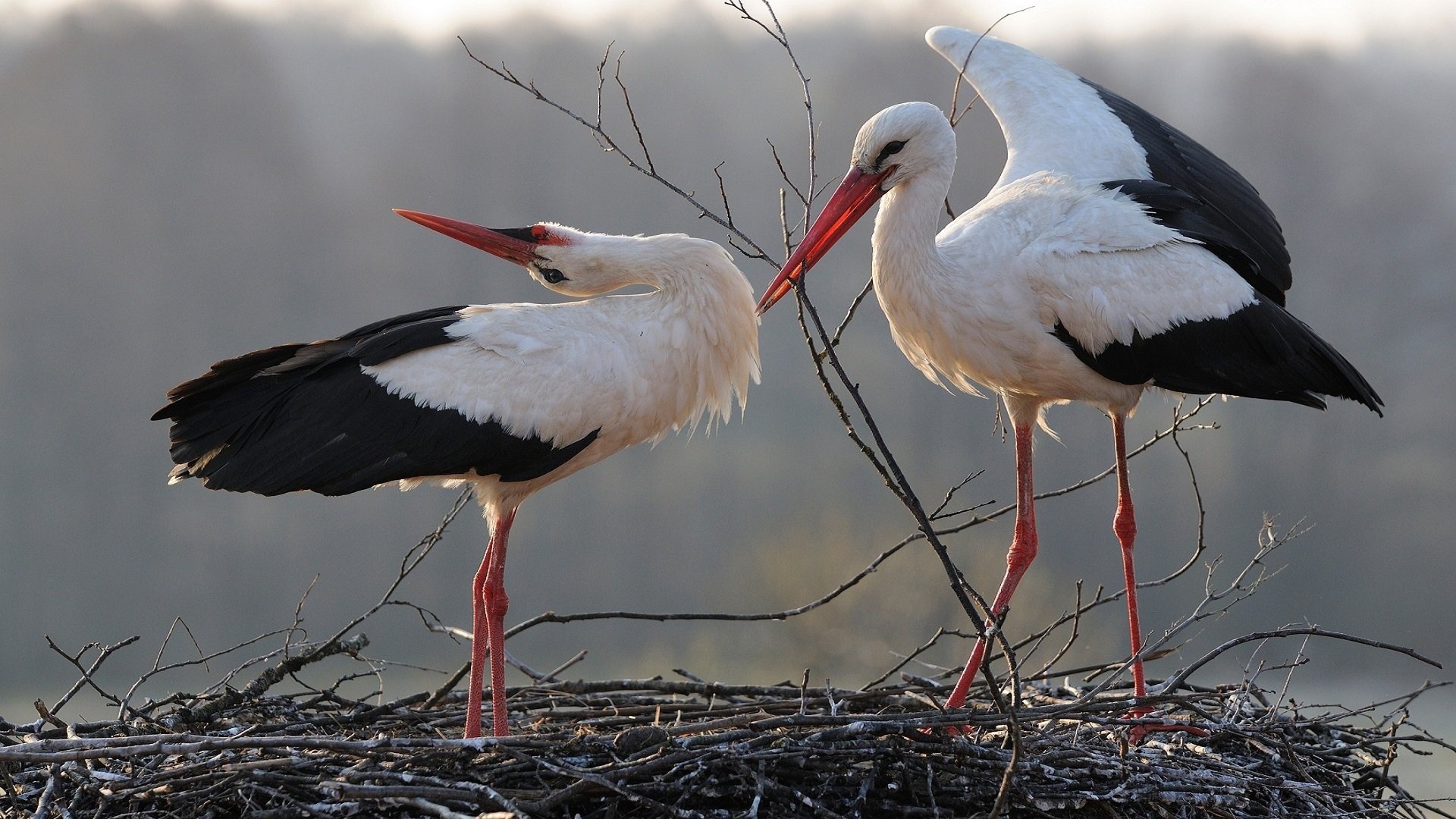 Stork, Exquisite plumage, Captivating wallpapers, Mobile-friendly, 1920x1080 Full HD Desktop