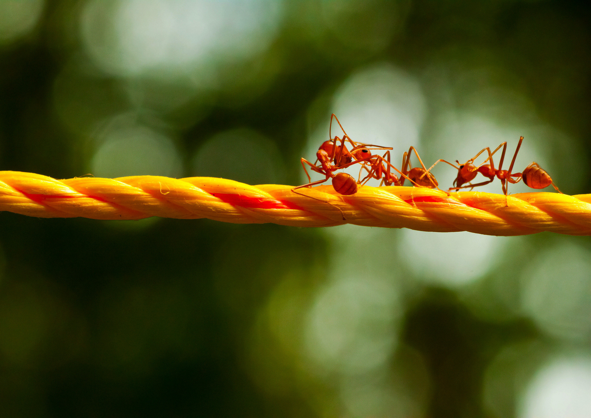110 ant wallpapers, Vast collection, Diverse themes, Artistic representation, 1930x1370 HD Desktop