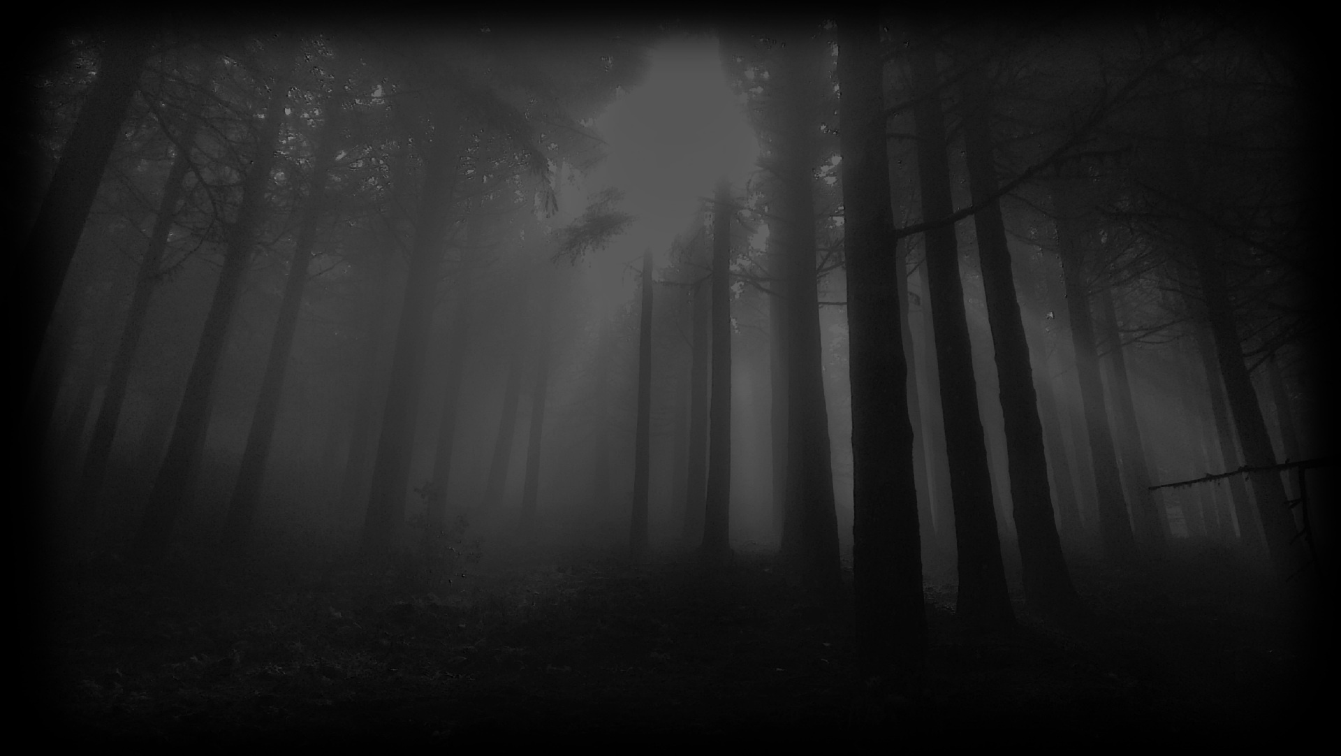 silhouetted pine tree trunks, dark foggy pine forest, dense woodland mist, HD Desktop wallpaper