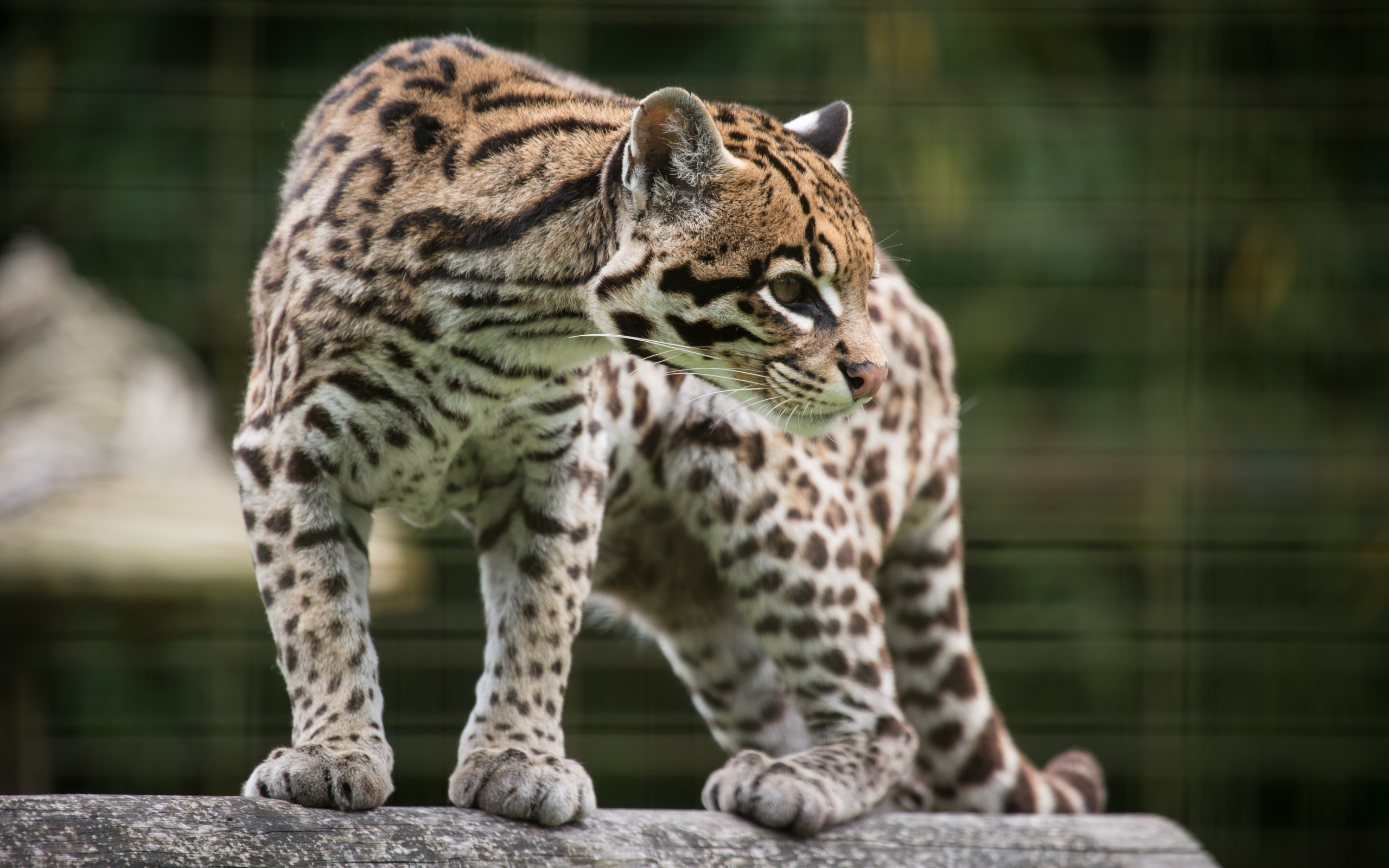 Ocelot wallpaper, Beautiful feline, Exotic species, Wild cat, 2560x1600 HD Desktop