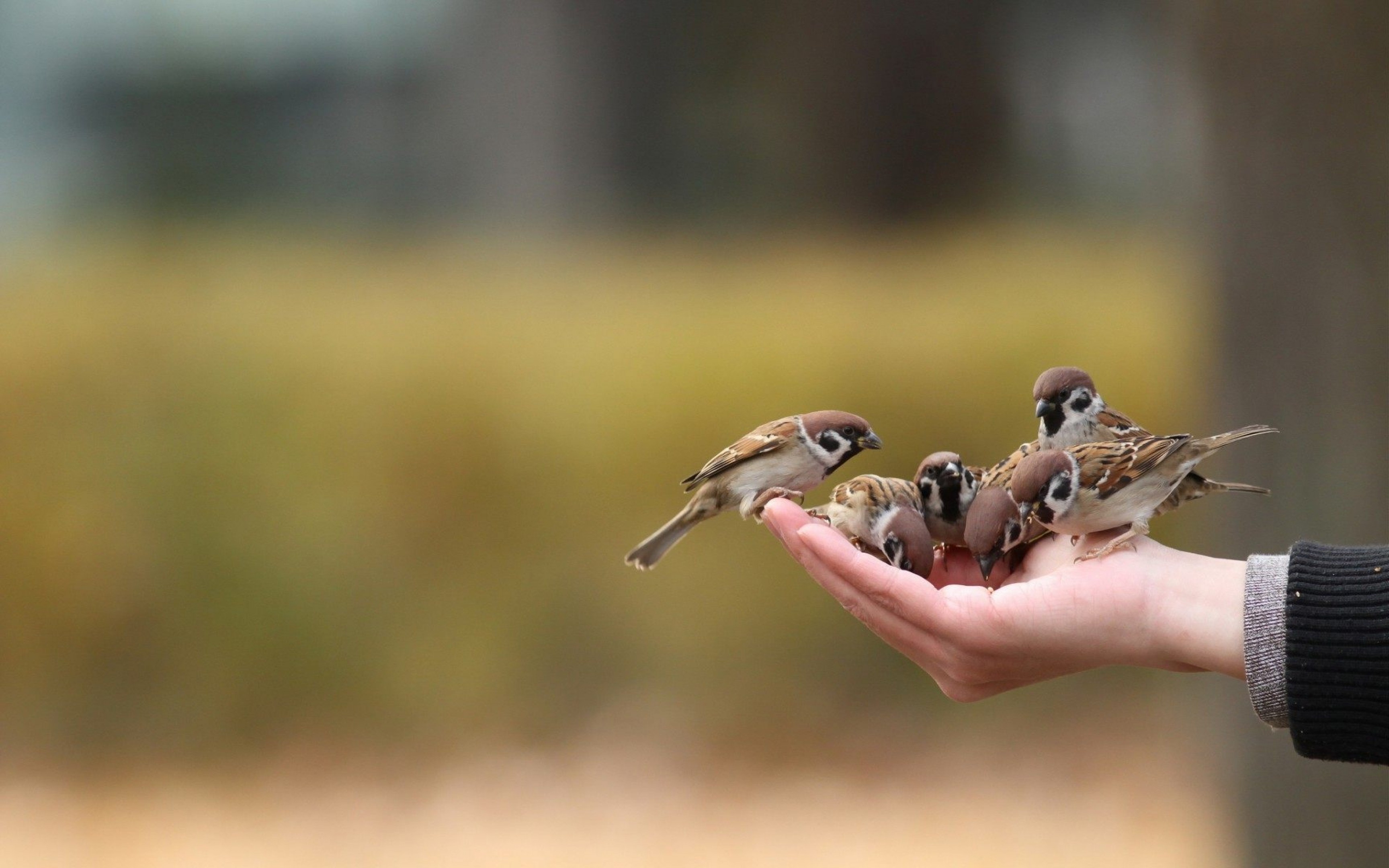 World Sparrow Day, Ultra high definition, Widescreen desktop wallpapers, Smartphone wallpapers, 3460x2160 HD Desktop