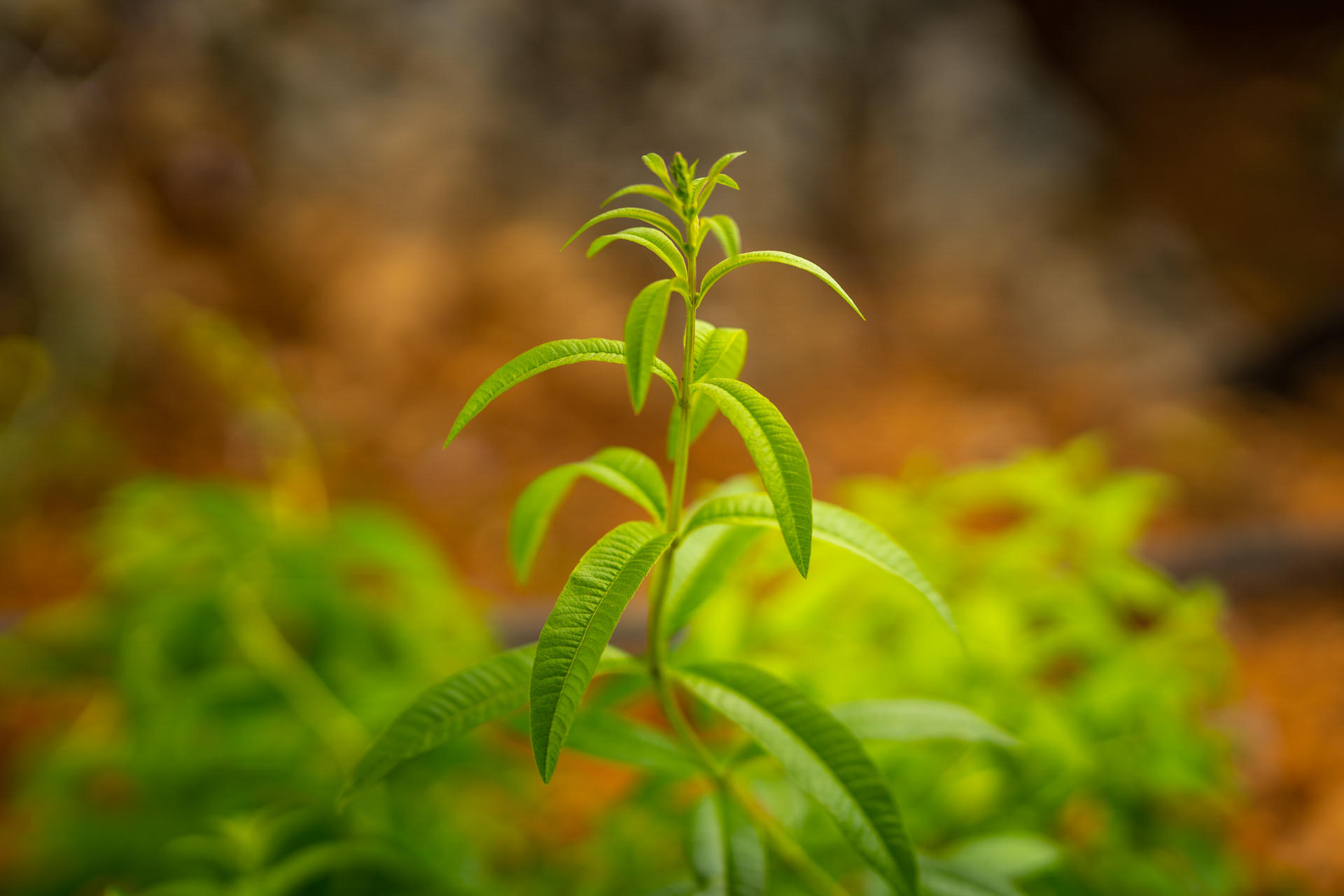 Lemon Verbena, Greek organic variety, Culinary herb, Fragrant and flavorful, 1920x1280 HD Desktop