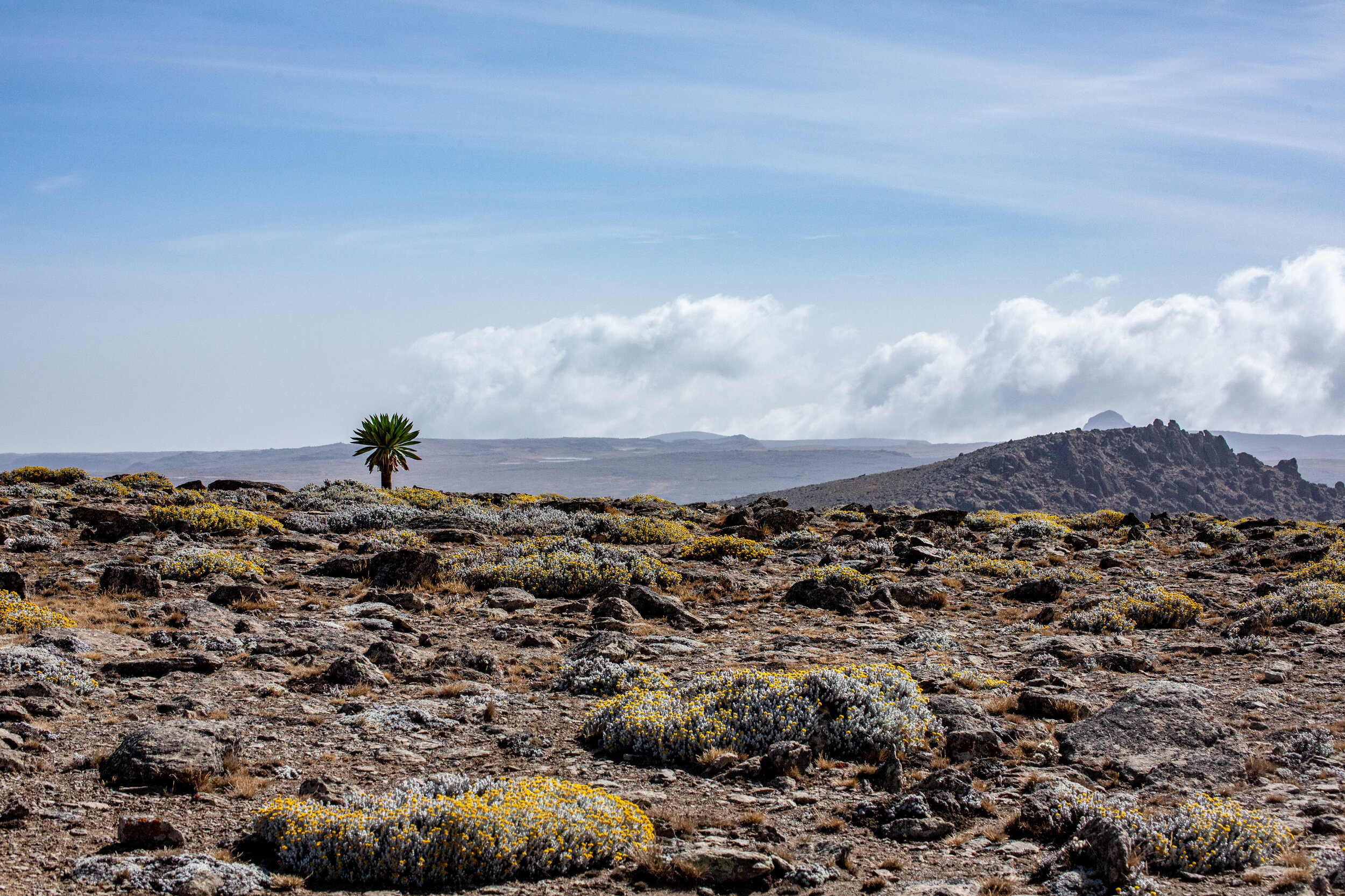 Bale Mountains National Park, Solen Feyissa, 2500x1670 HD Desktop