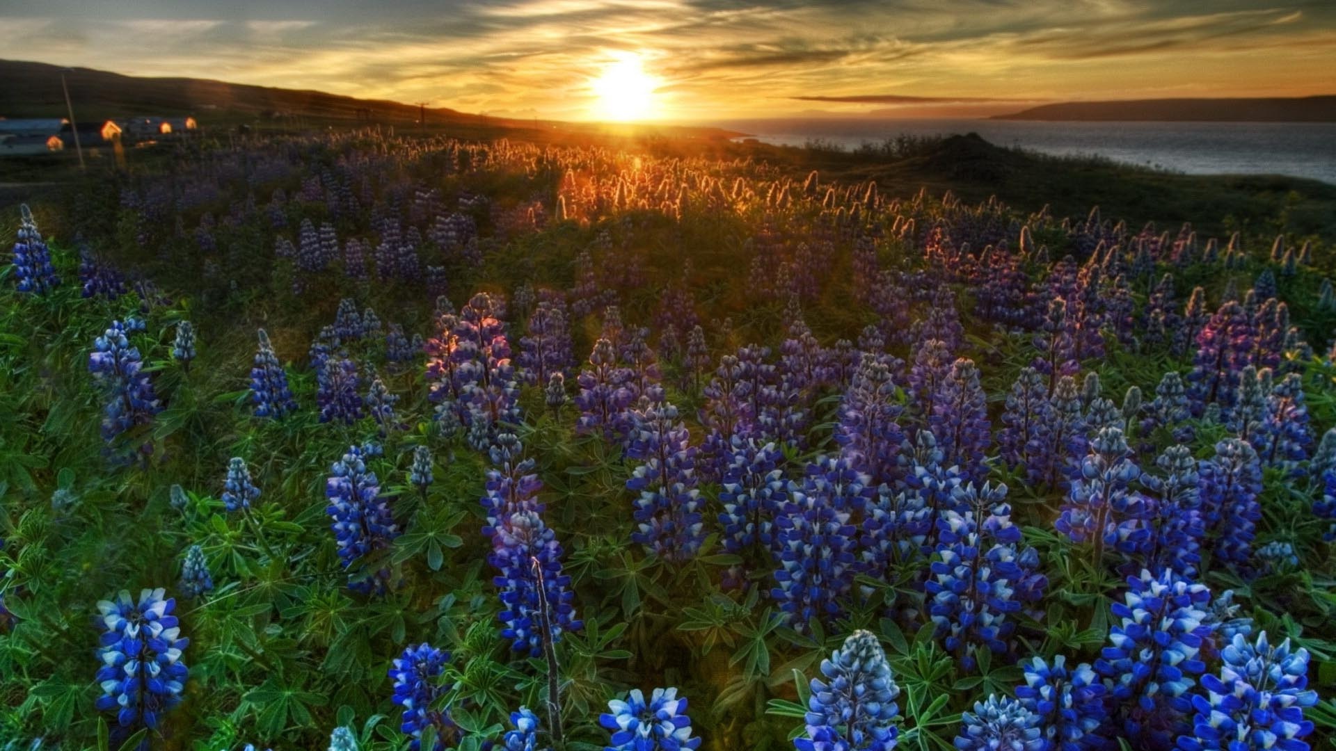 Bluebonnet, Beautiful wallpapers, Stunning images, Vibrant colors, 1920x1080 Full HD Desktop