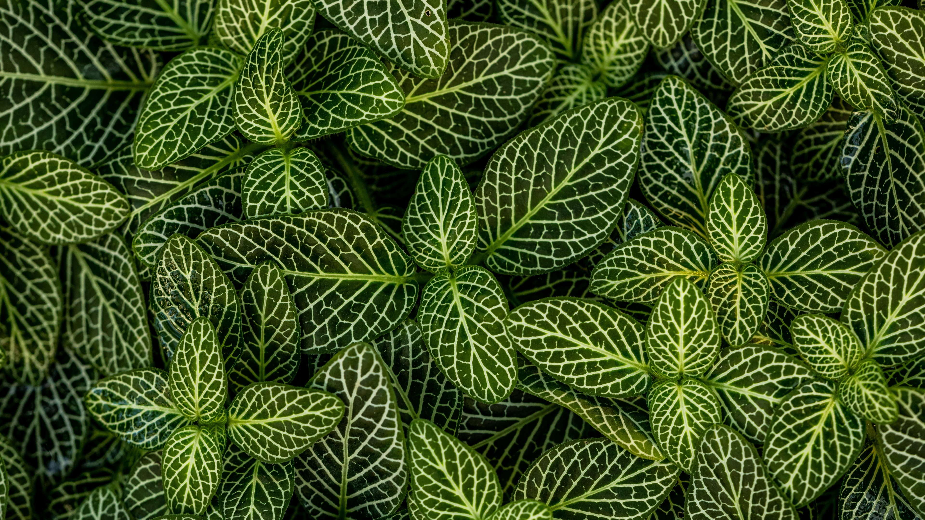 Green leaves, Nature's charm, Natural beauty, Fresh and vibrant, 3840x2160 4K Desktop