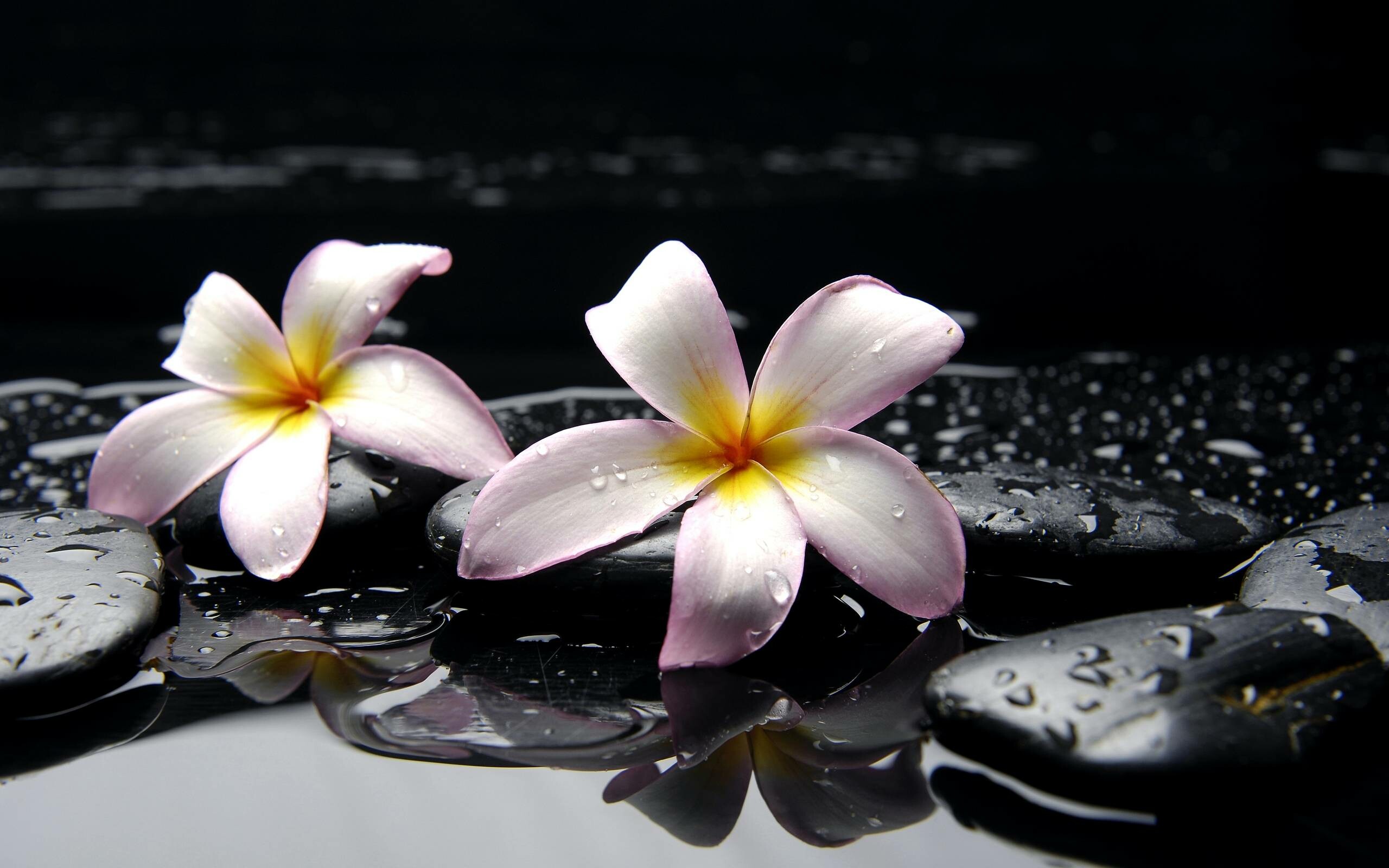 Plumeria blooms, Tropical paradise, Exotic fragrance, Lush foliage, 2560x1600 HD Desktop