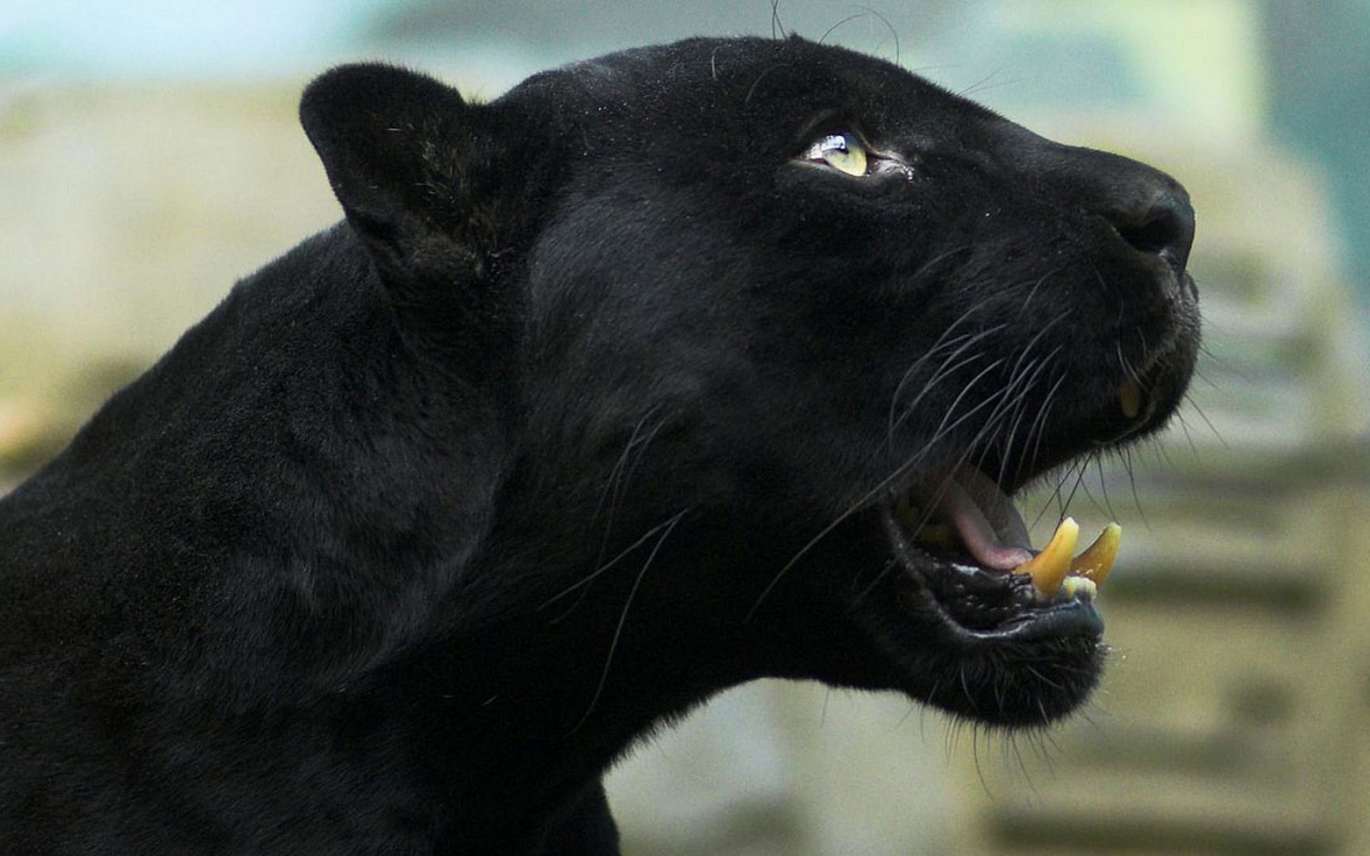 Jaw, Black Panthers Wallpaper, 1920x1200 HD Desktop