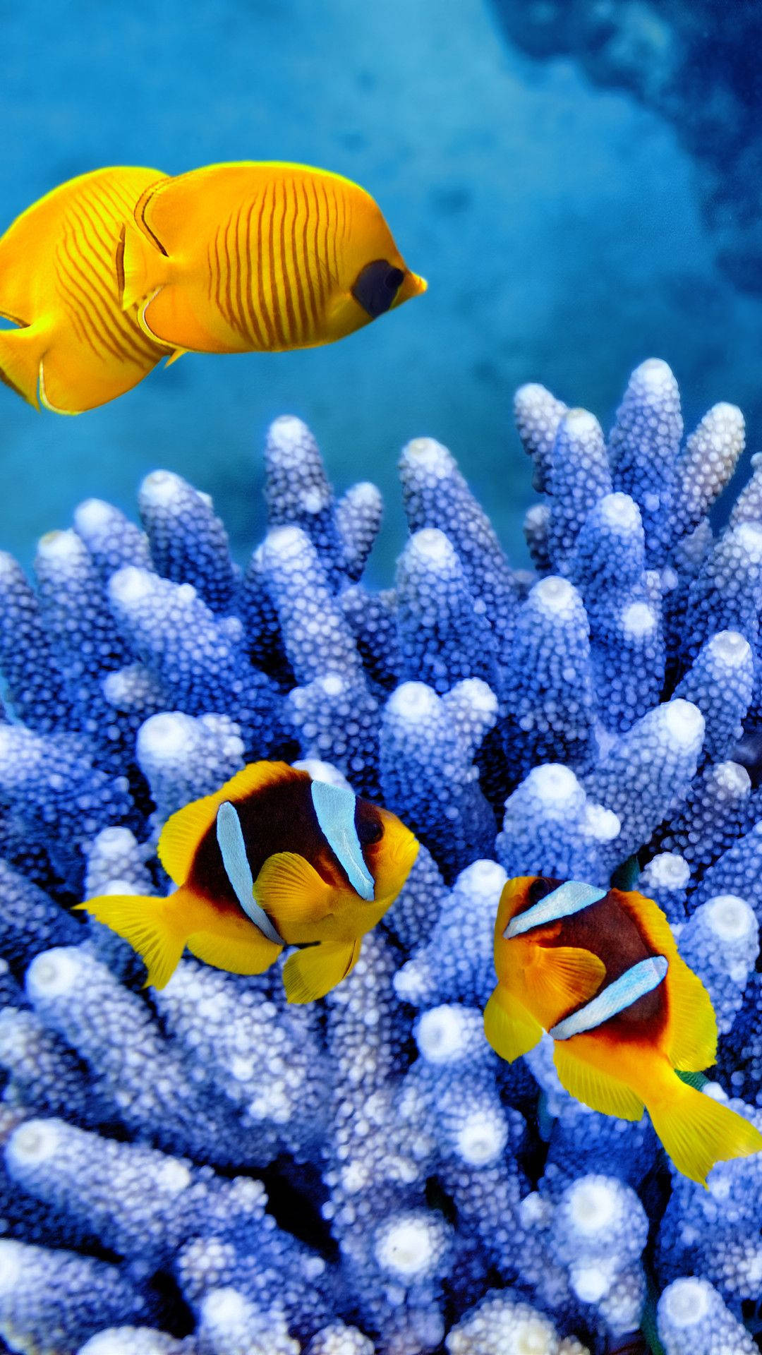 Bluecheek butterflyfish pair, Twoband anemonefish, Blue Acropora coral, Full HD Phone wallpaper