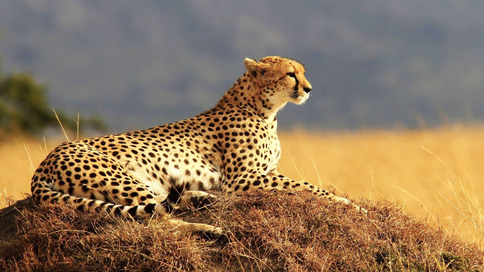 Guepardo 4K, Cheetah pictures, Cheetah wallpaper, Graceful wildlife, 1920x1080 Full HD Desktop