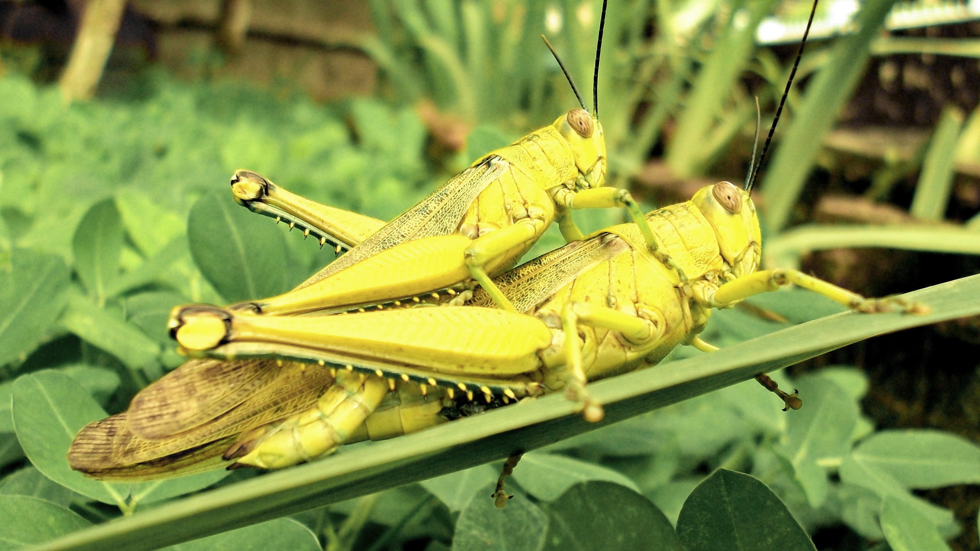 Couple, Grasshoppers Wallpaper, 3200x1800 HD Desktop