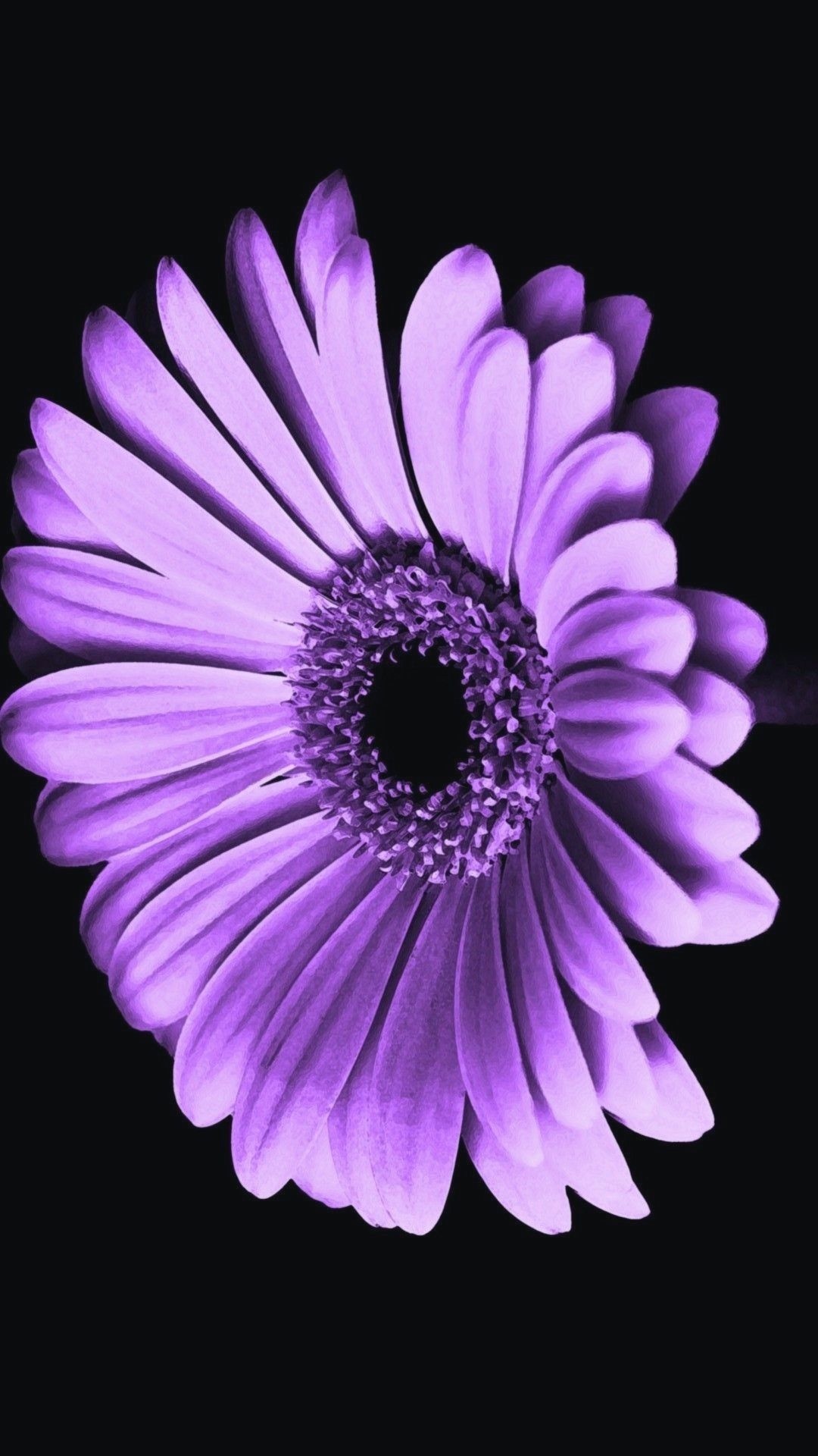 Purple daisy, Nature's beauty, Vibrant colors, iPhone wallpaper, 1080x1920 Full HD Phone