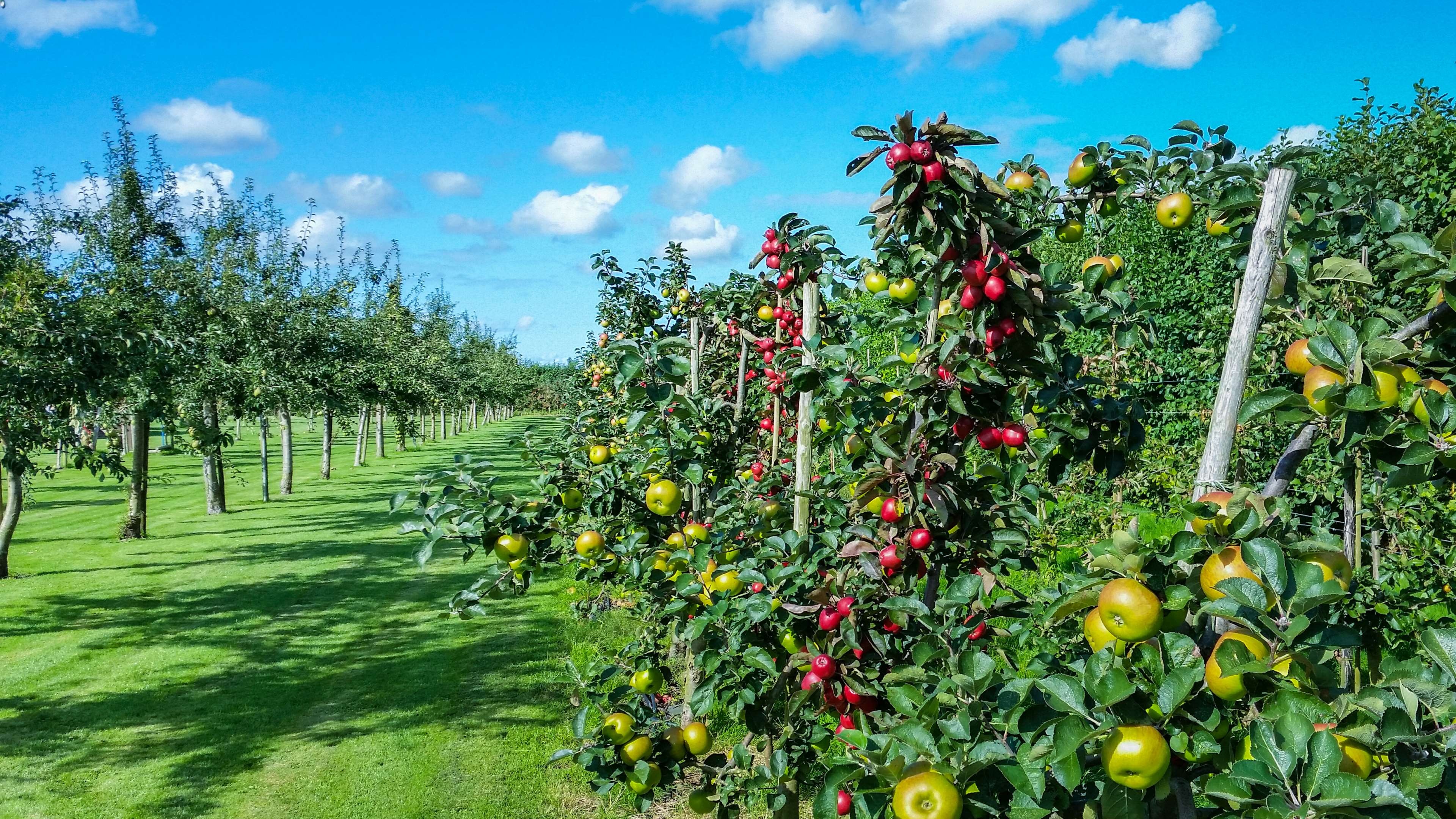 Fruit farm wallpapers, Delicious harvest, 3840x2160 4K Desktop