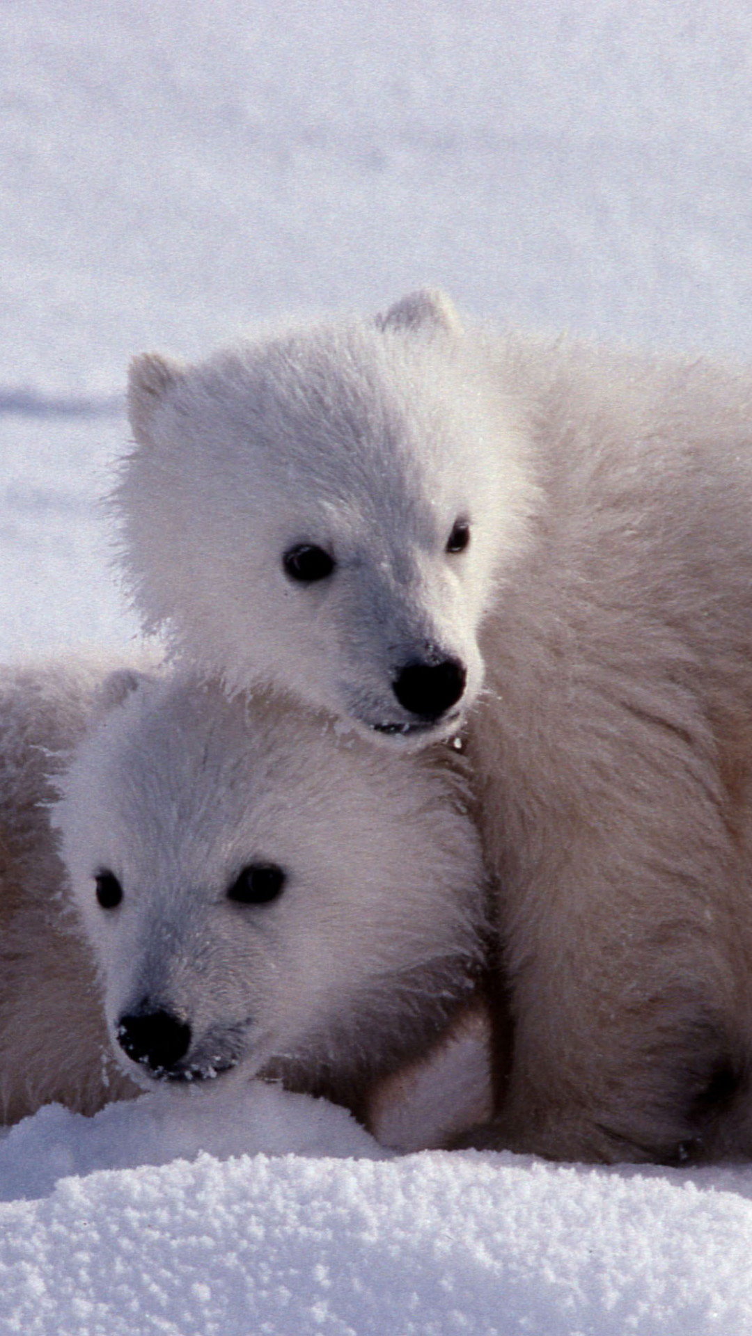 Cute charm, Adorable polar, Wallpaper delight, Playful beauty, 1080x1920 Full HD Phone