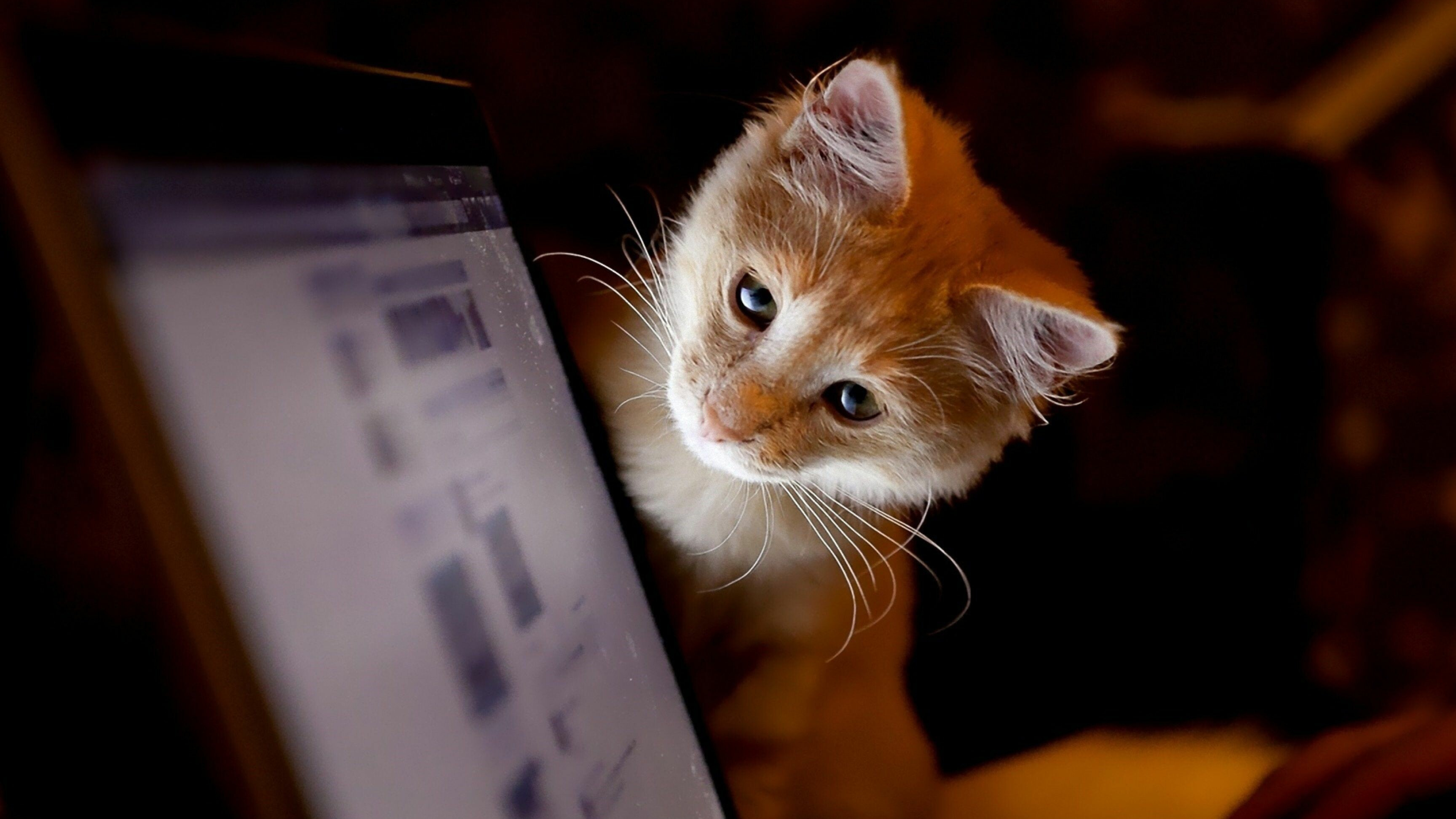 PC 4K cat wallpapers, Computer delight, High-resolution feline, Desktop purrfection, 3840x2160 4K Desktop