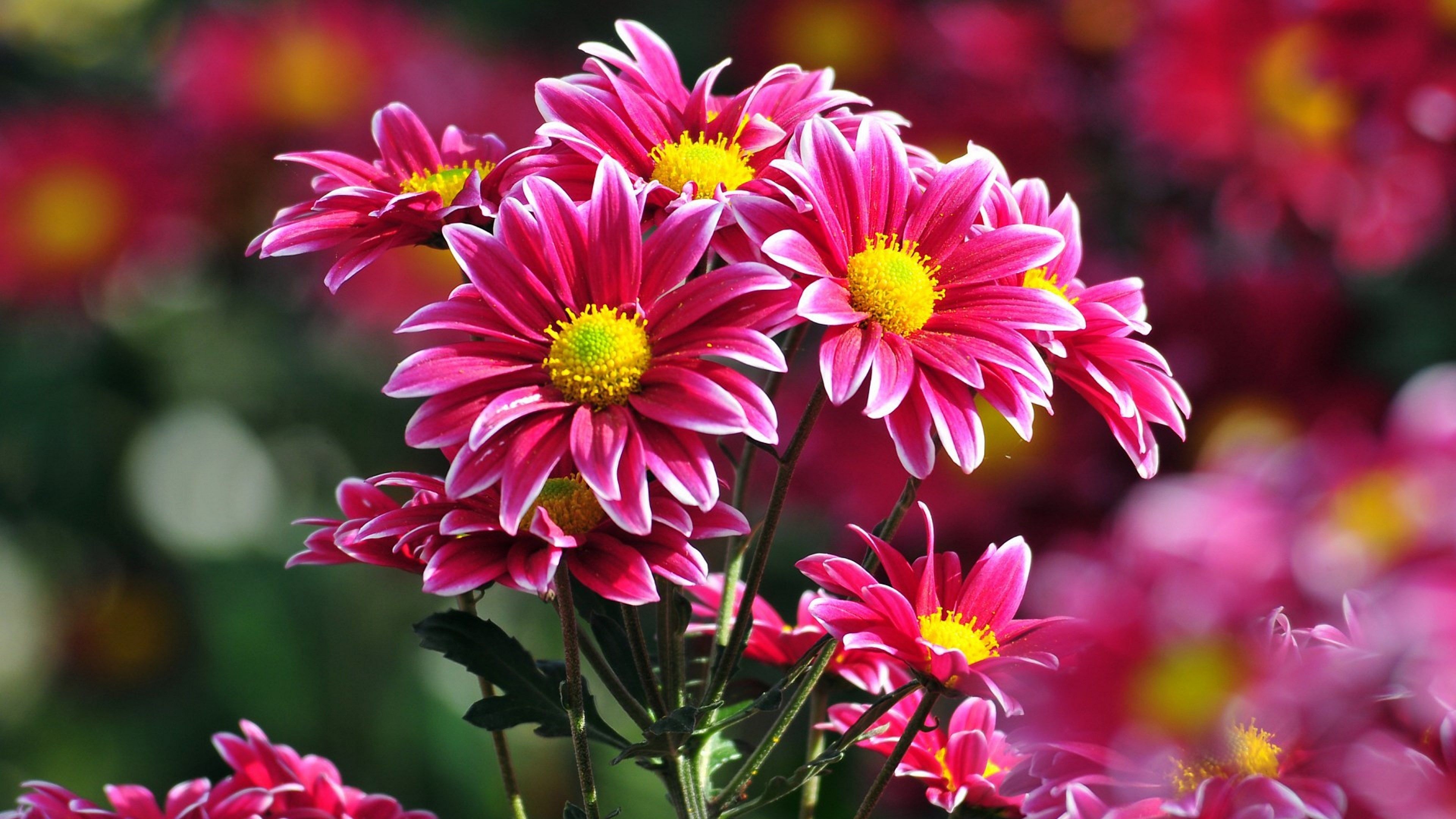 magenta daisy chrysanthemums, yellow disc florets, pink floral bokeh, 4K Desktop wallpaper