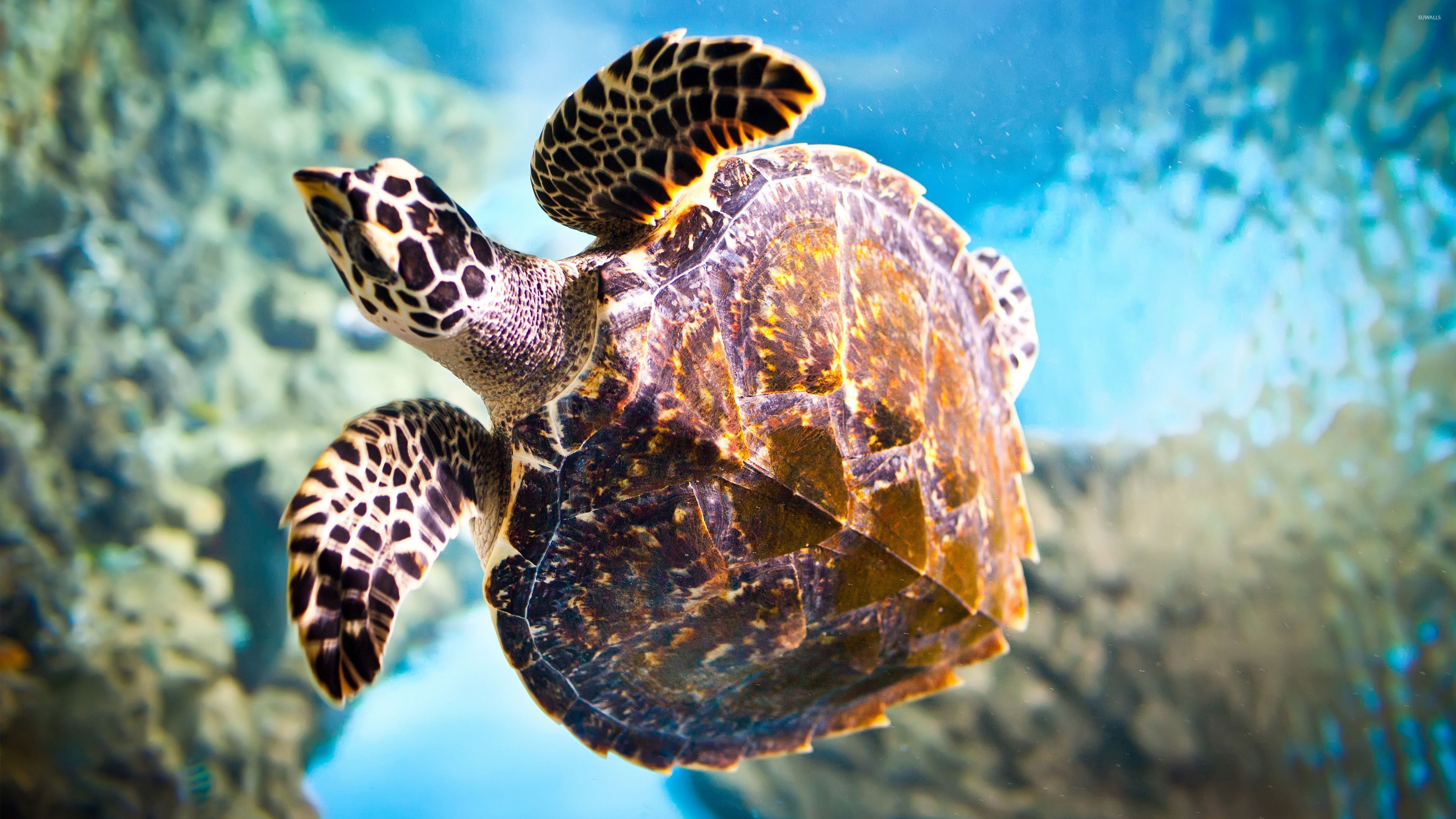 Hawksbill sea turtle, Sea Animals Wallpaper, 3840x2160 4K Desktop