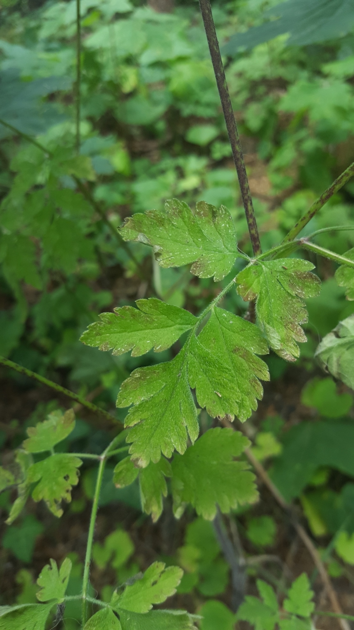 Chervil, Rough chervil, Chaerophyllum temulum, 1160x2050 HD Phone