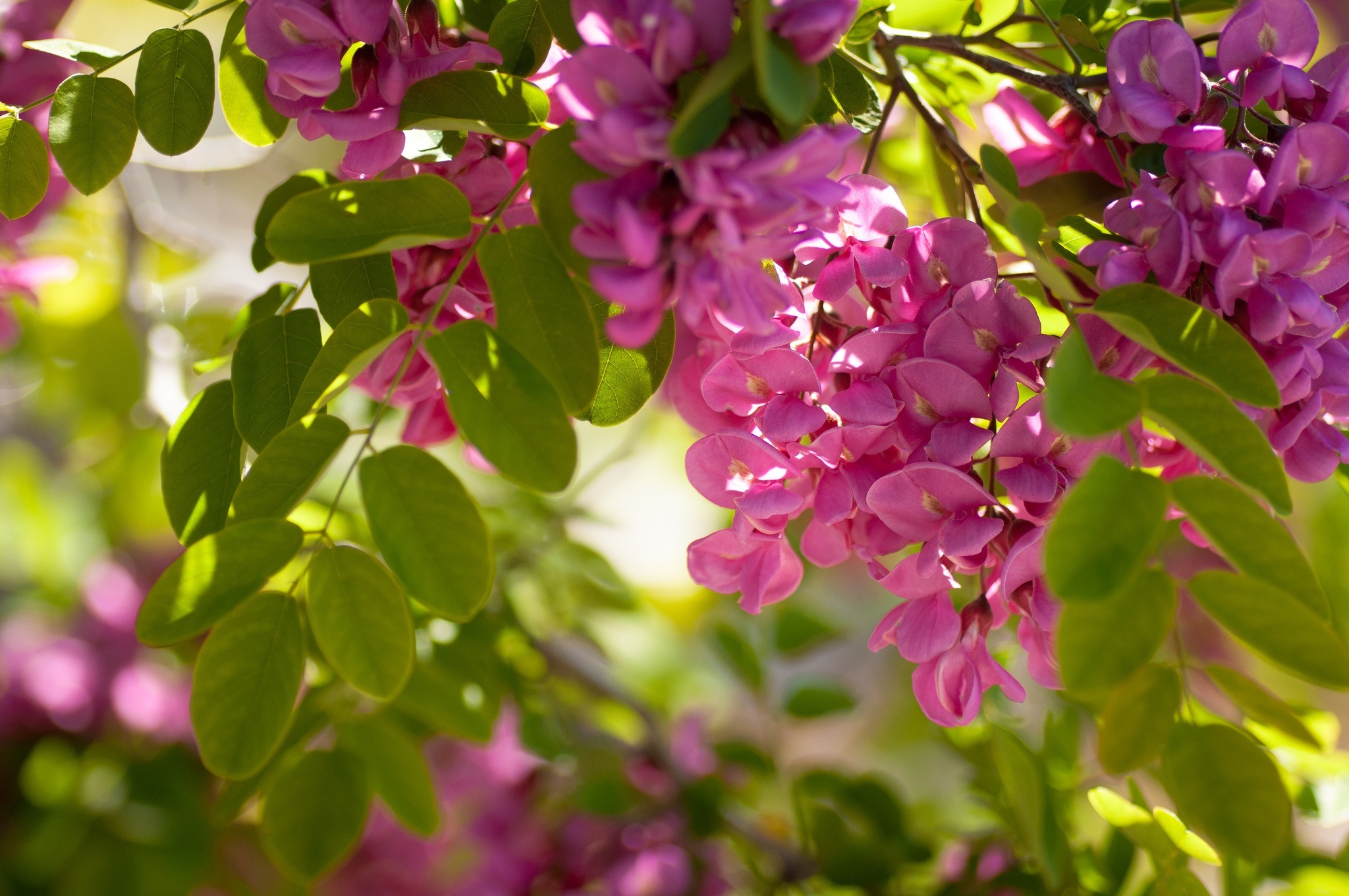 Acacia Tree, Beautiful flower, Pink nature, Captivating wallpaper, 2050x1360 HD Desktop