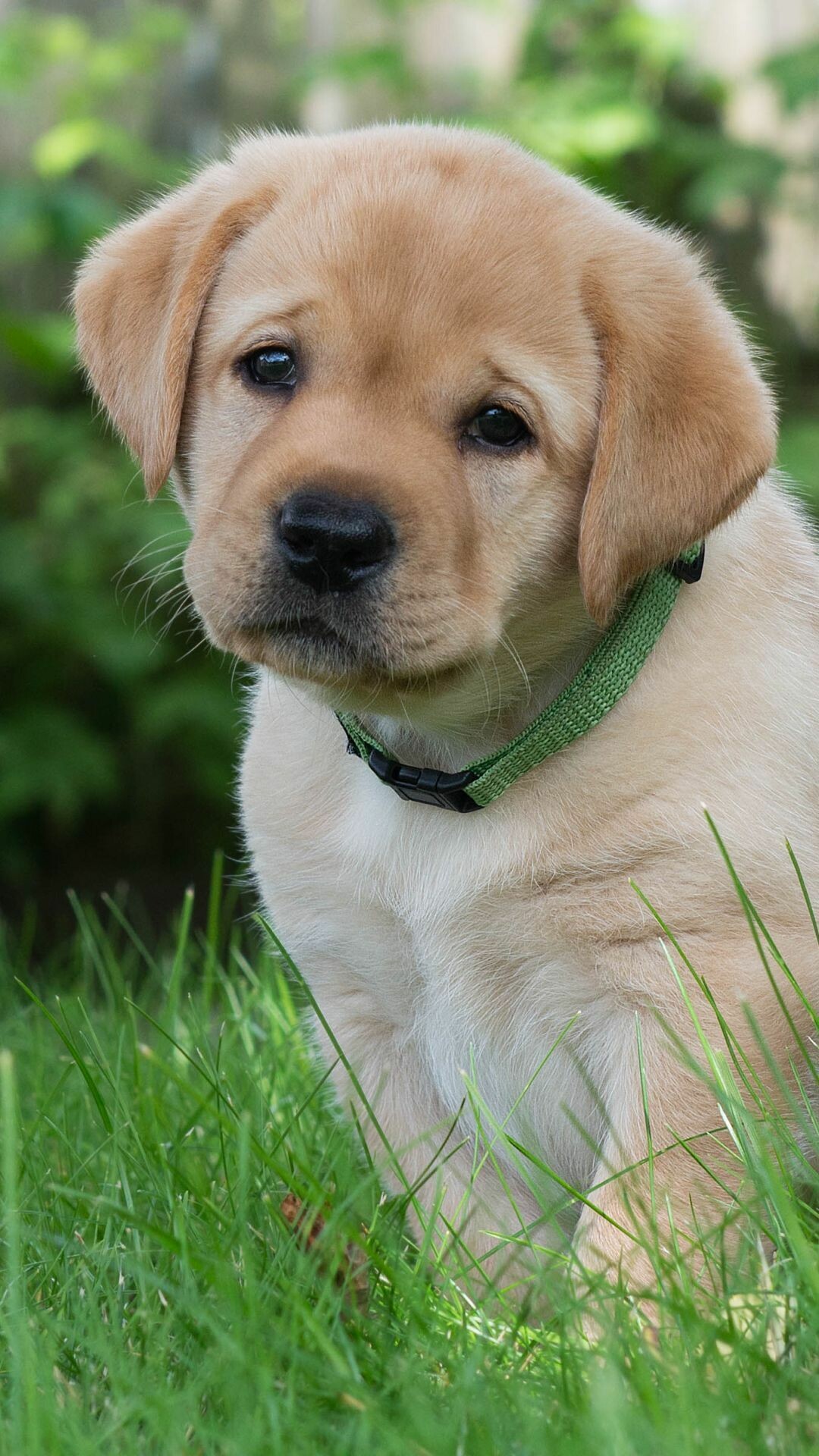 Baby hund wallpaper, Cute Labrador puppies, Cute dog wallpaper, Cute baby dogs, 1080x1920 Full HD Phone