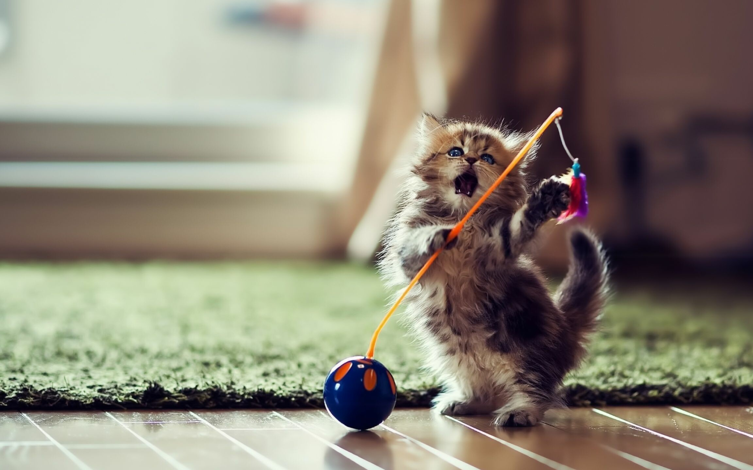 Funny kitten wallpapers, Humorous feline, Cute and entertaining, Lovely background, 2560x1600 HD Desktop