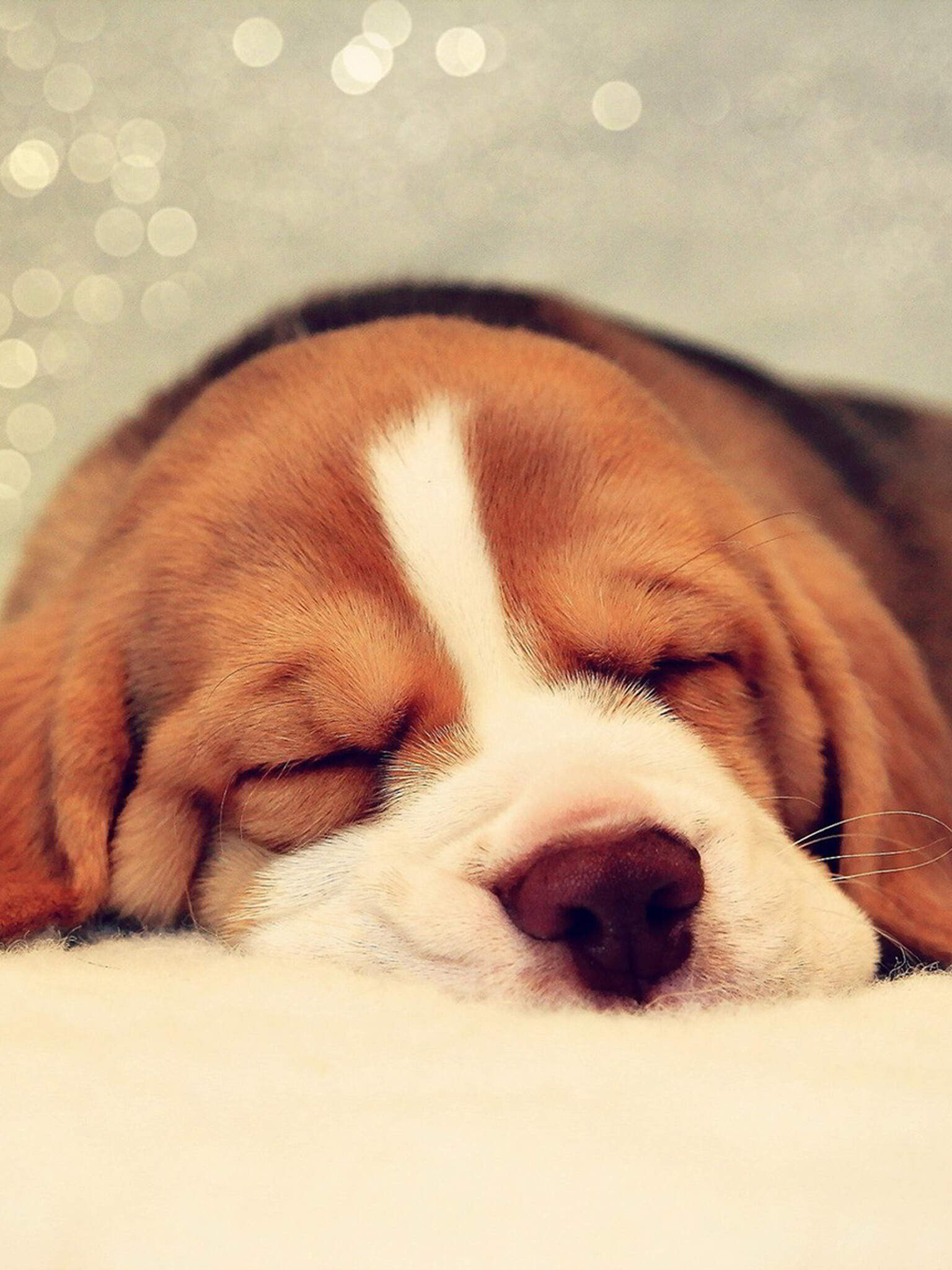 Sleeping, Beagles Wallpaper, 1540x2050 HD Phone