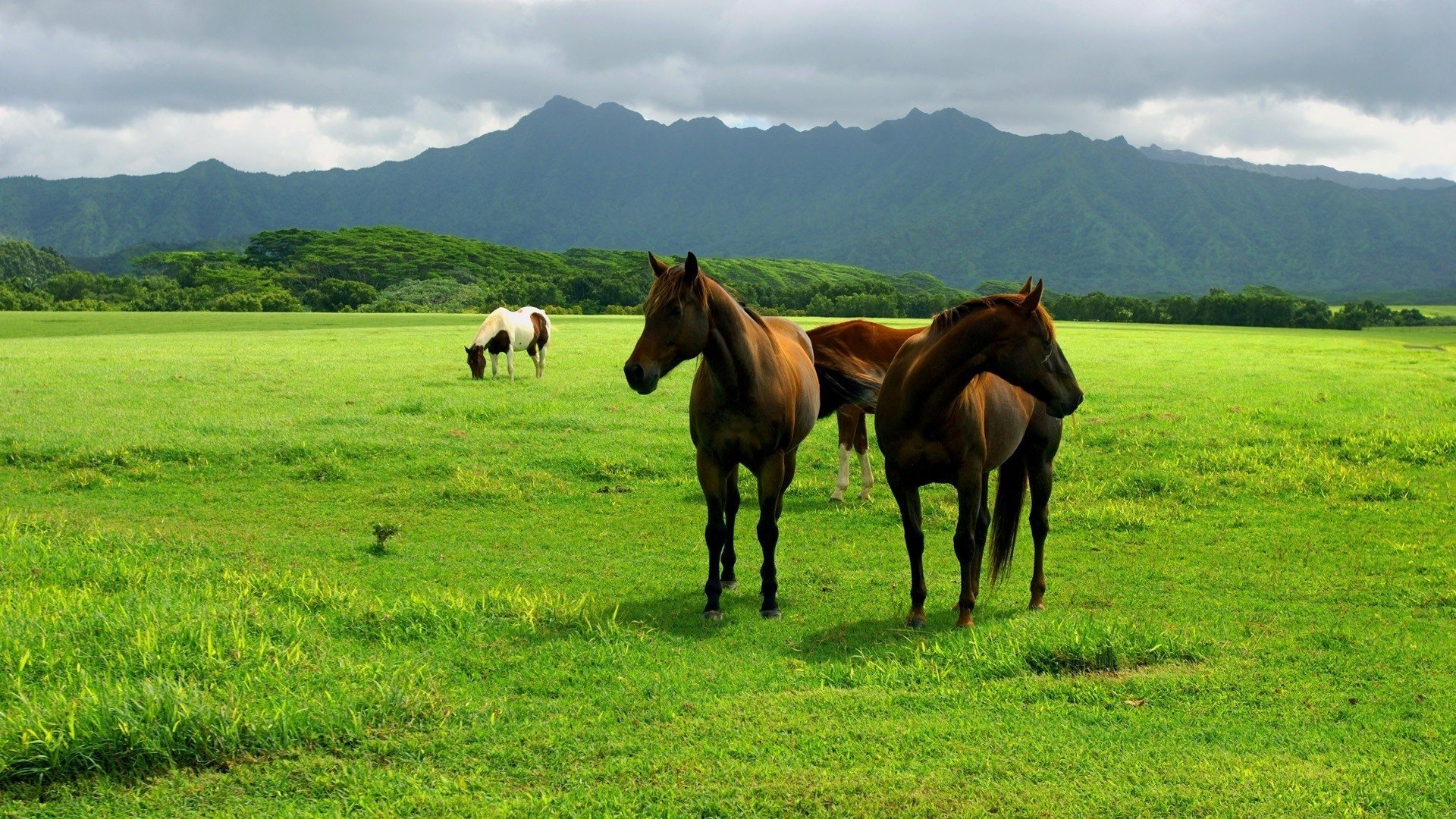 Thoroughbred horse, Farm beauty, Cute animals, New breeds, 1920x1080 Full HD Desktop