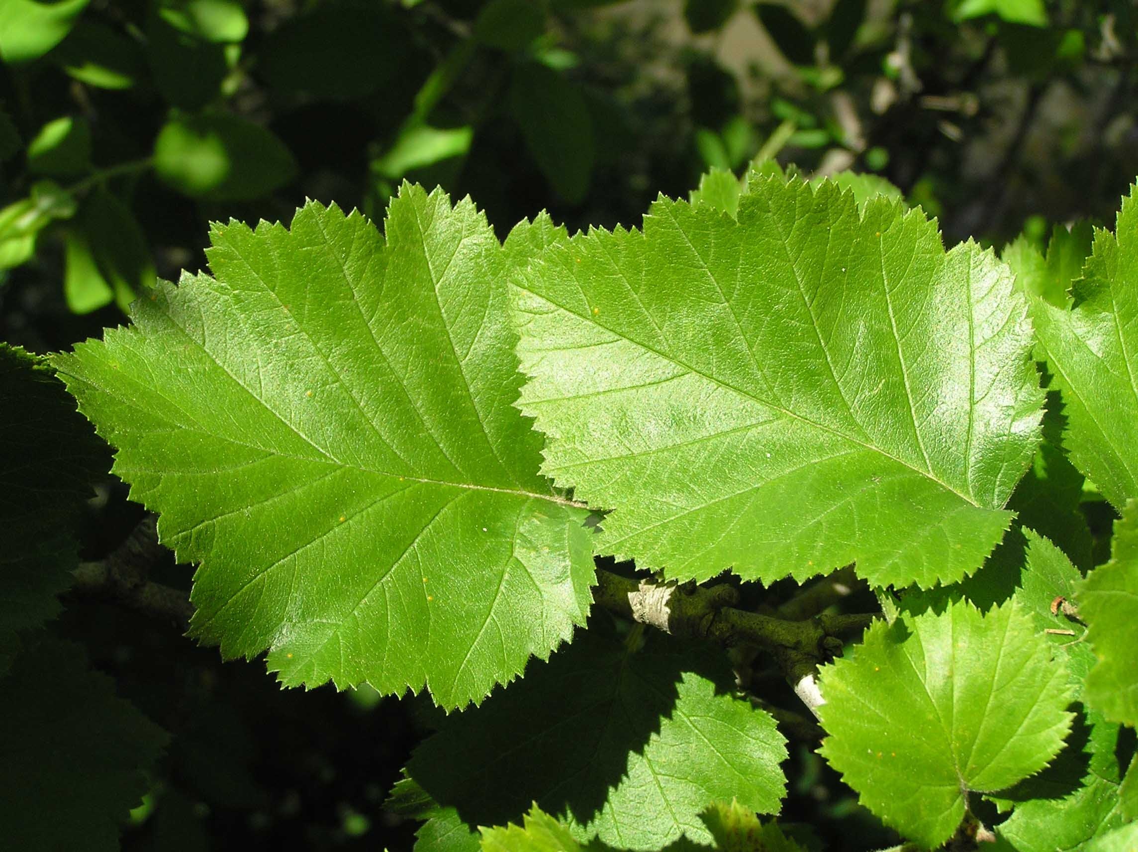 Hawthorn Tree Nature, Downy Hawthorn, Purdue Fort Wayne, 2290x1720 HD Desktop