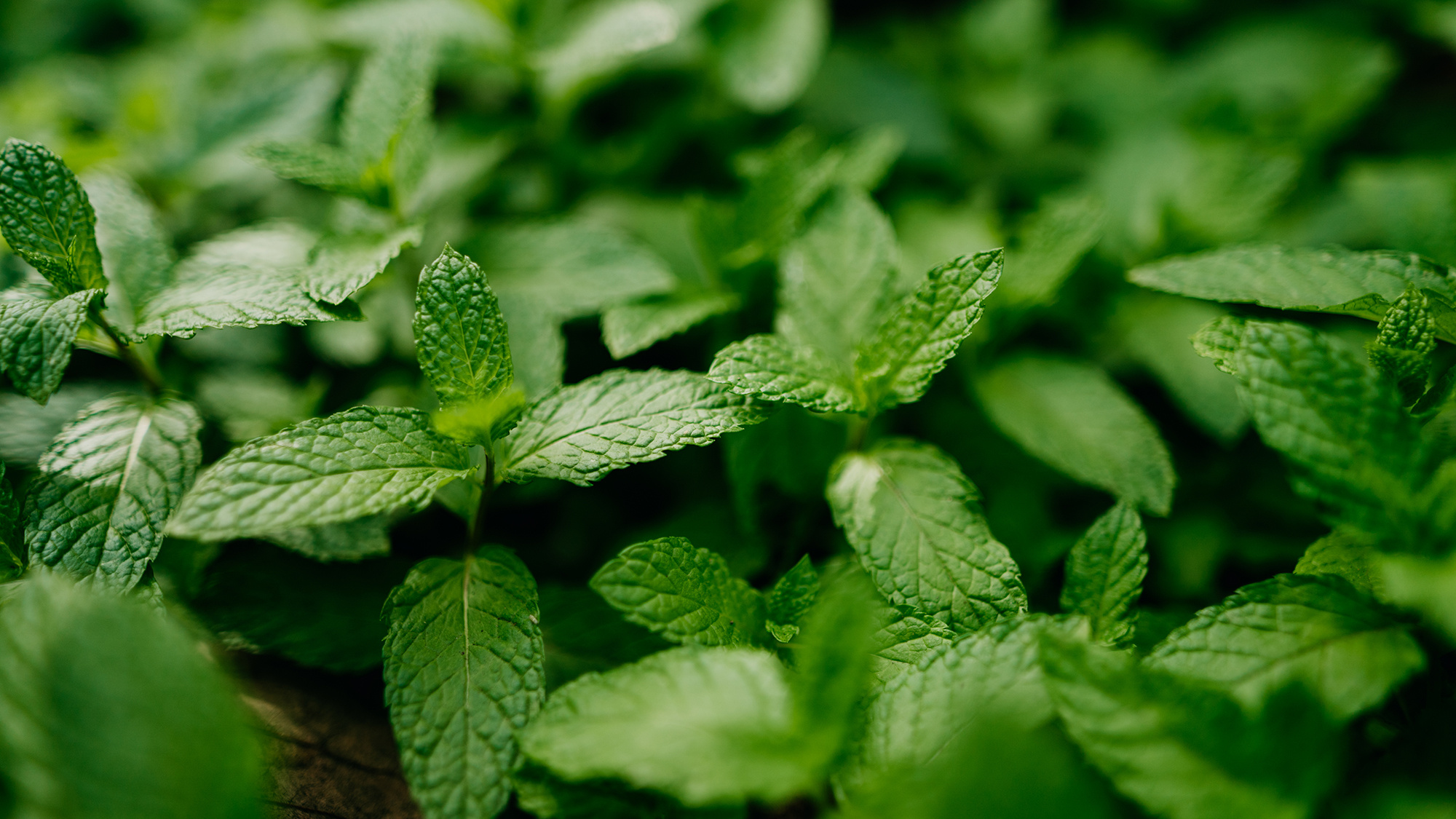 Pruning mint plants, Plant care tips, Encouraging growth, Bushy foliage, 2000x1130 HD Desktop