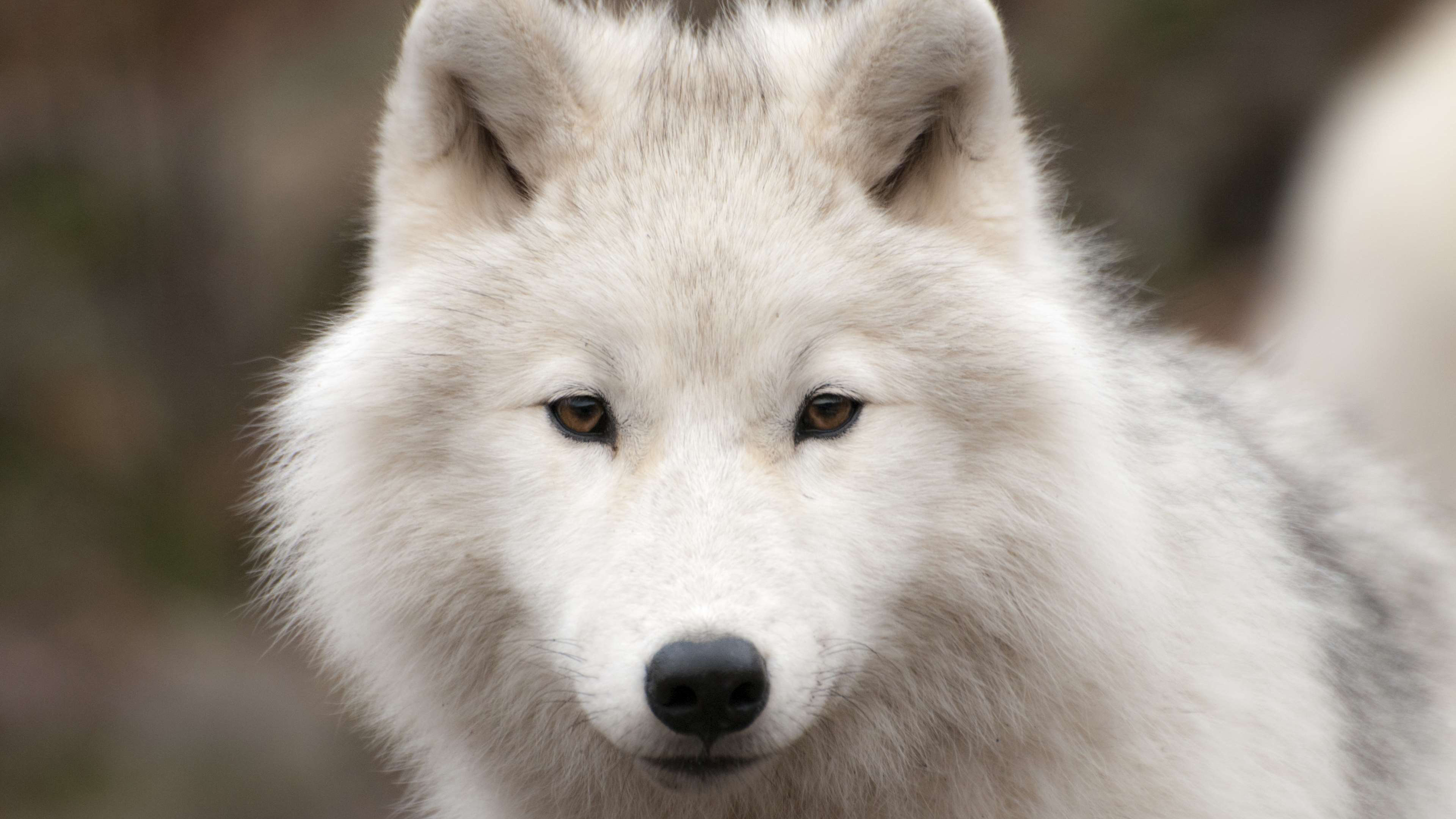 Arctic Wolf, 4K Wolf wallpapers, Arctic wilderness, Computer beauty, 3840x2160 4K Desktop