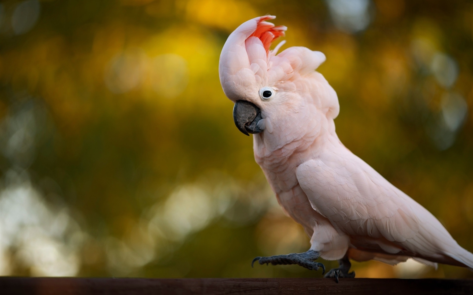 Pink cockatoo, Wildlife beauty, High-resolution wallpaper, Colorful parrot, 1920x1200 HD Desktop