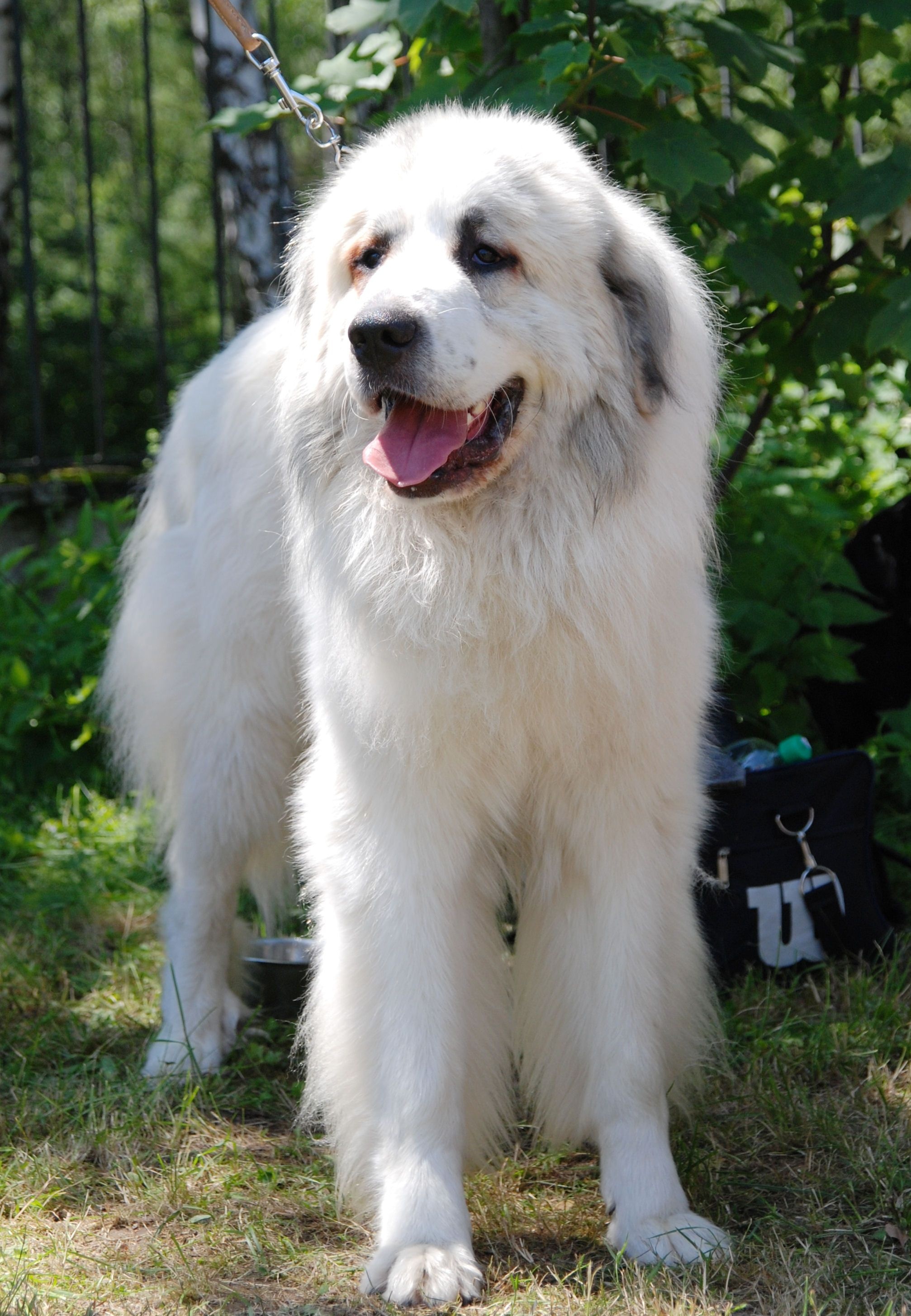 Great pyrenees, Pyrenean mastiff, Mountain dogs, Snow, 2020x2910 HD Phone