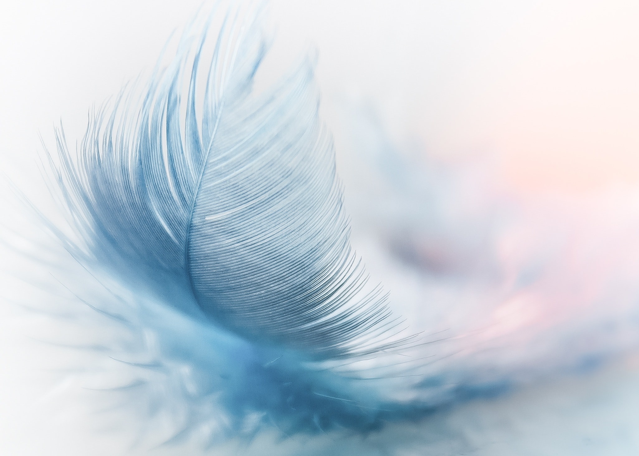 Blue feathers, Vibrant color scheme, Detailed texture, Artistic composition, 2060x1470 HD Desktop