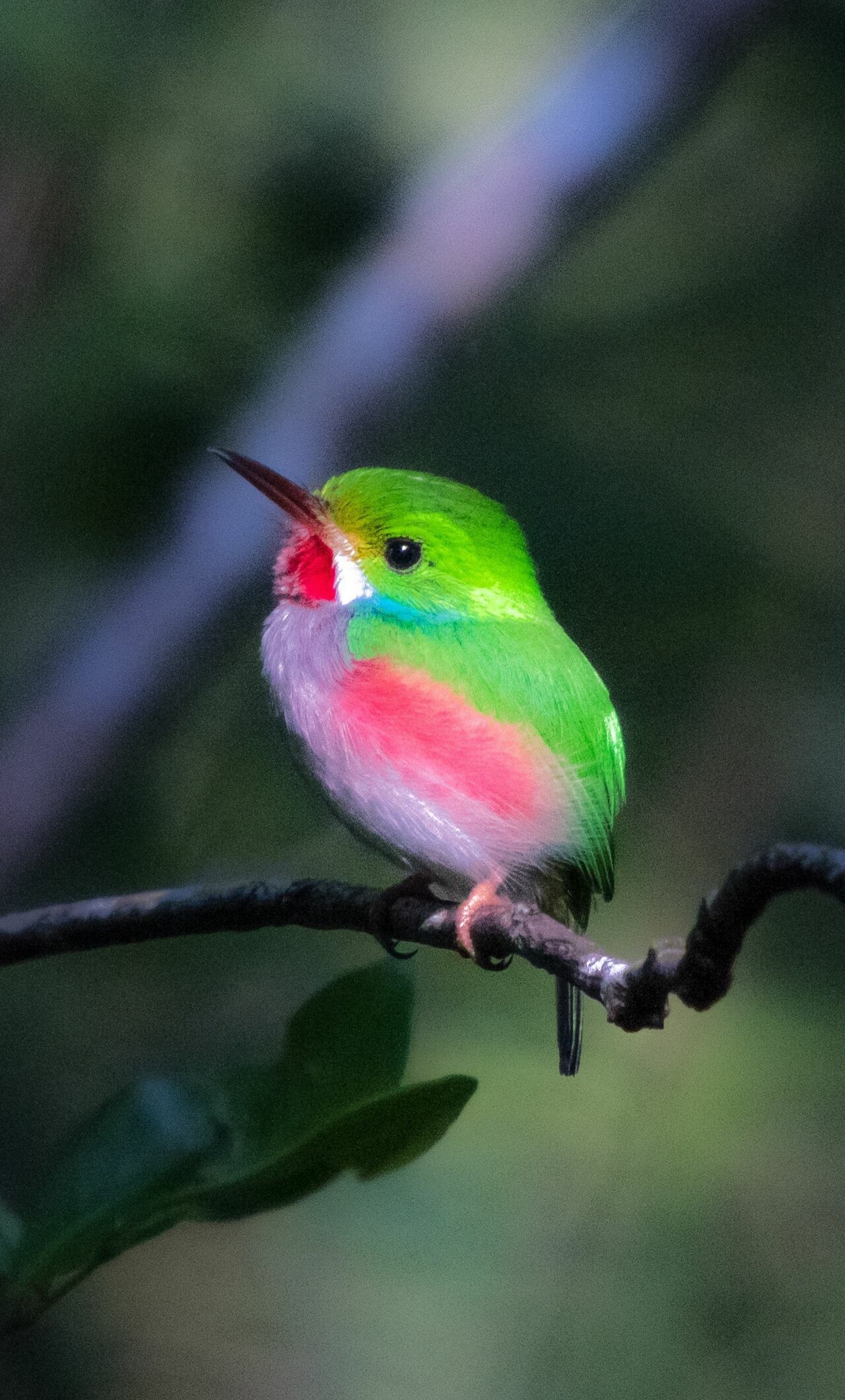 Broad-billed tody, Birds Wallpaper, 1280x2120 HD Phone