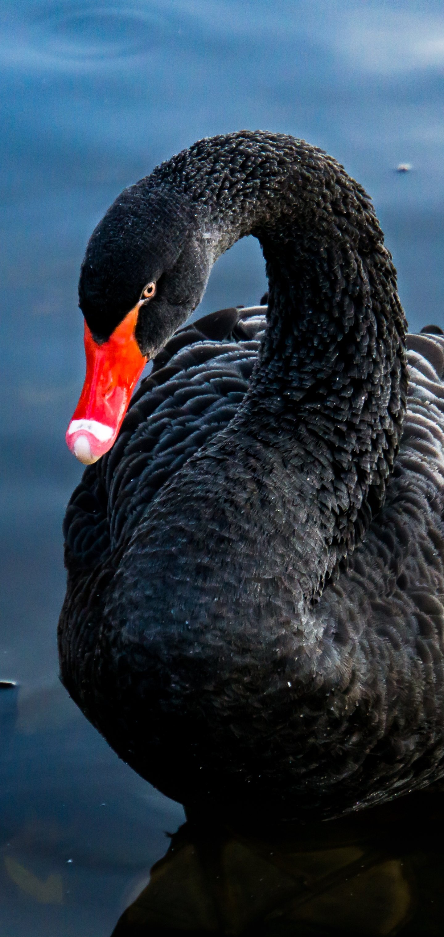 Animal black swan, Mysterious beauty, Enigmatic creature, Alluring presence, 1440x3040 HD Phone