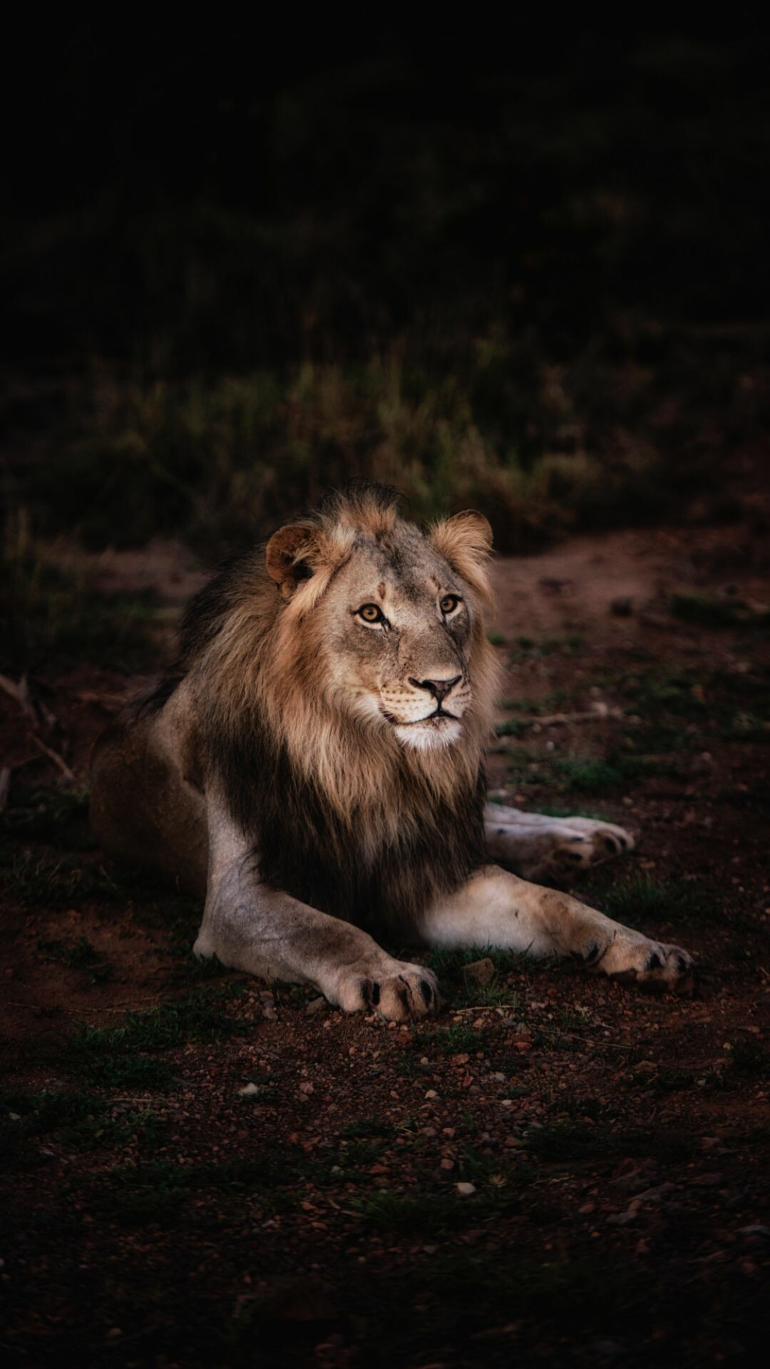 Lion's strength, Noble pose, Stunning visuals, Top background choice, 1080x1920 Full HD Phone