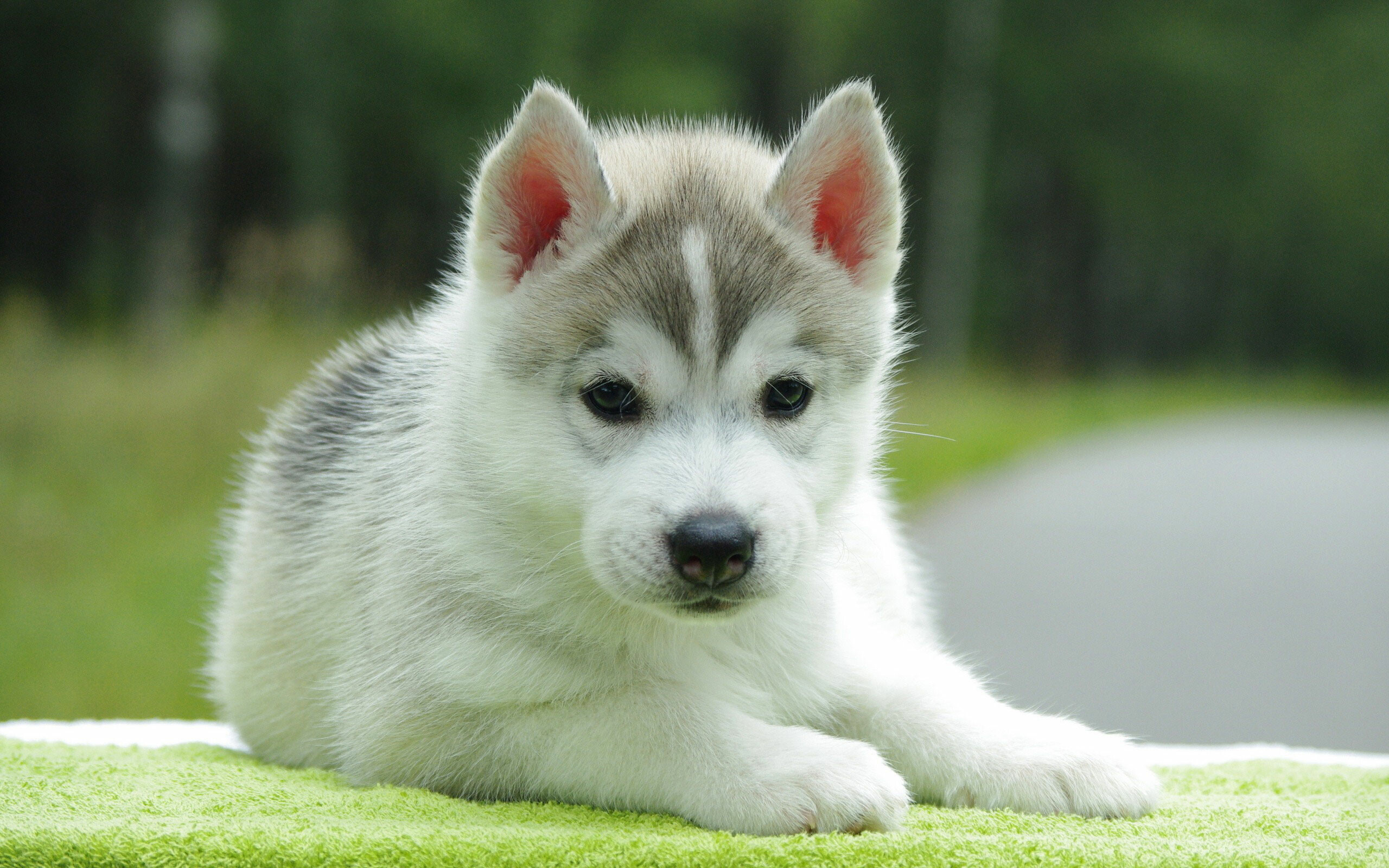 Lovely puppy pictures, Pure puppy love, 2560x1600 HD Desktop