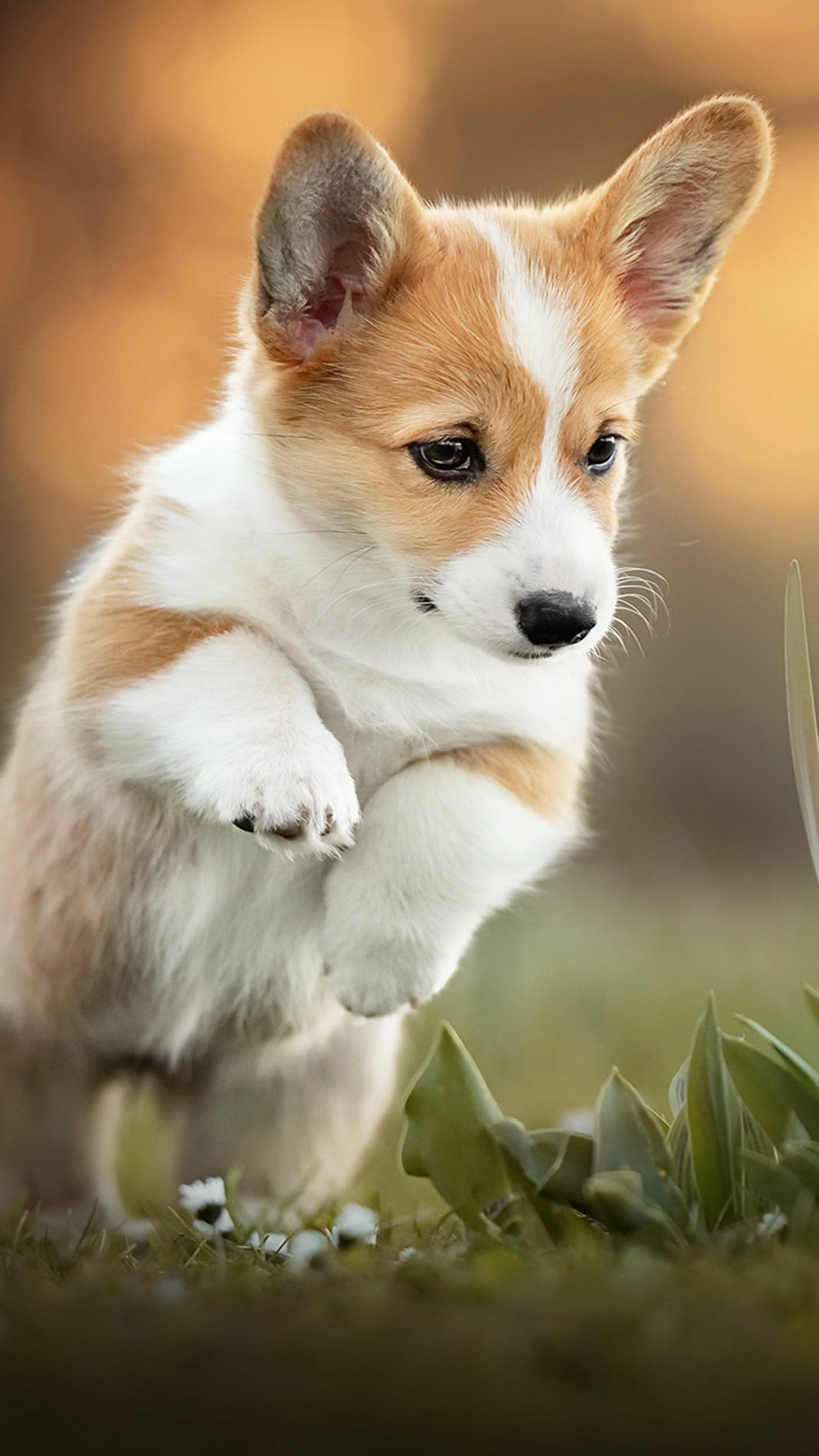 Puppy, Corgis Wallpaper, 2160x3840 4K Phone