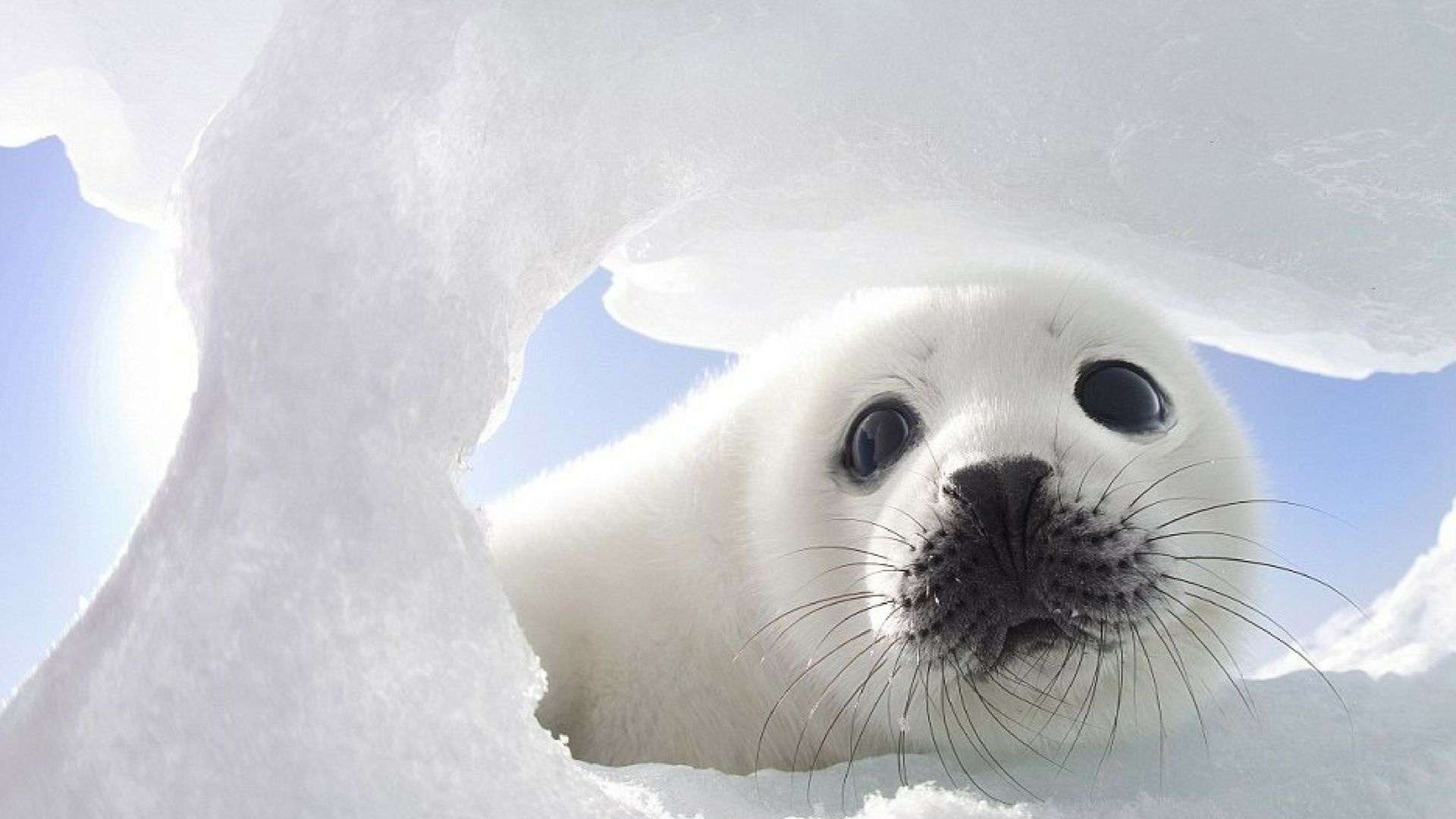 Cute seal wallpapers, Adorable creatures, Marine life, Playful, 1920x1080 Full HD Desktop