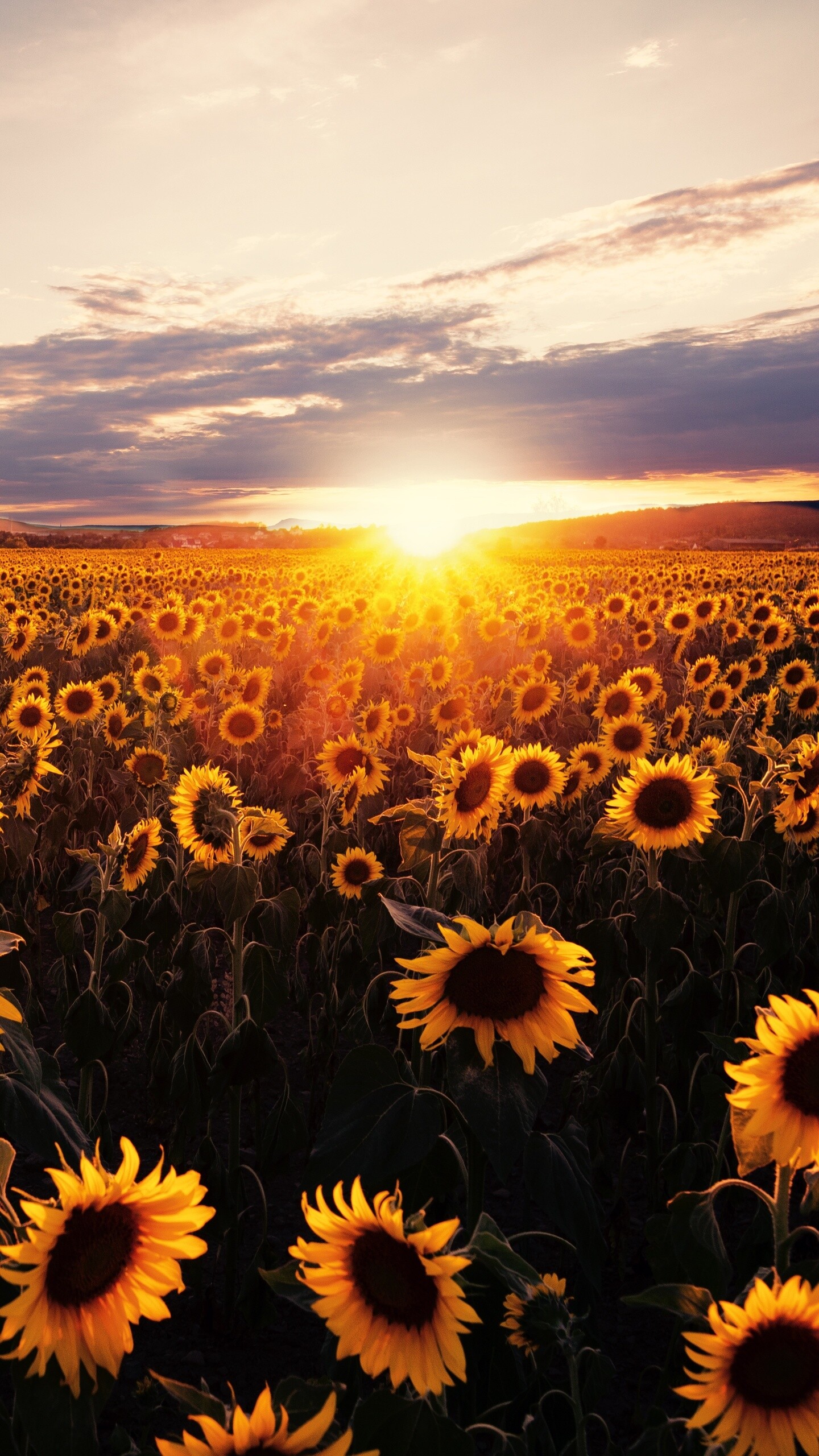 Sunflowers field at sunrise, Vibrant colors, HD wallpapers, Serene nature, 1440x2560 HD Phone