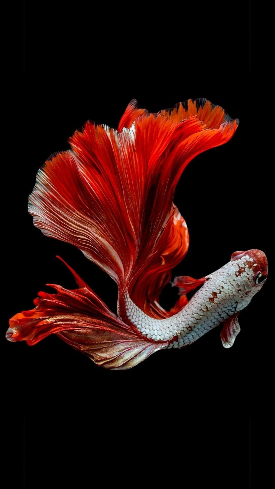 Koi fish iPhone wallpapers, Symbol of good luck and prosperity, Tranquil underwater beauty, Exquisite aquatic creatures, 1080x1920 Full HD Phone