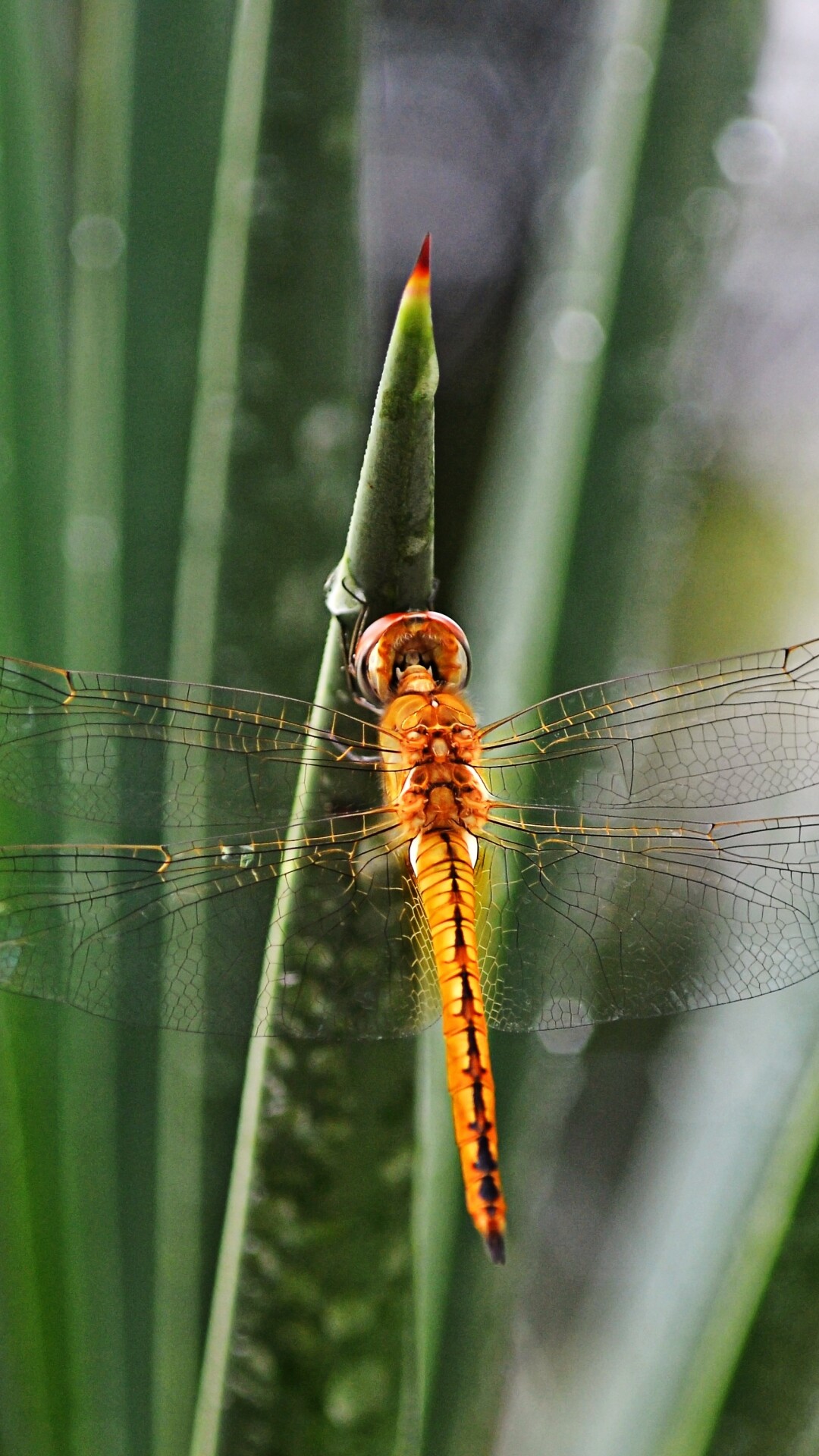 Globe skimmer, Dragonflies Wallpaper, 1080x1920 Full HD Phone