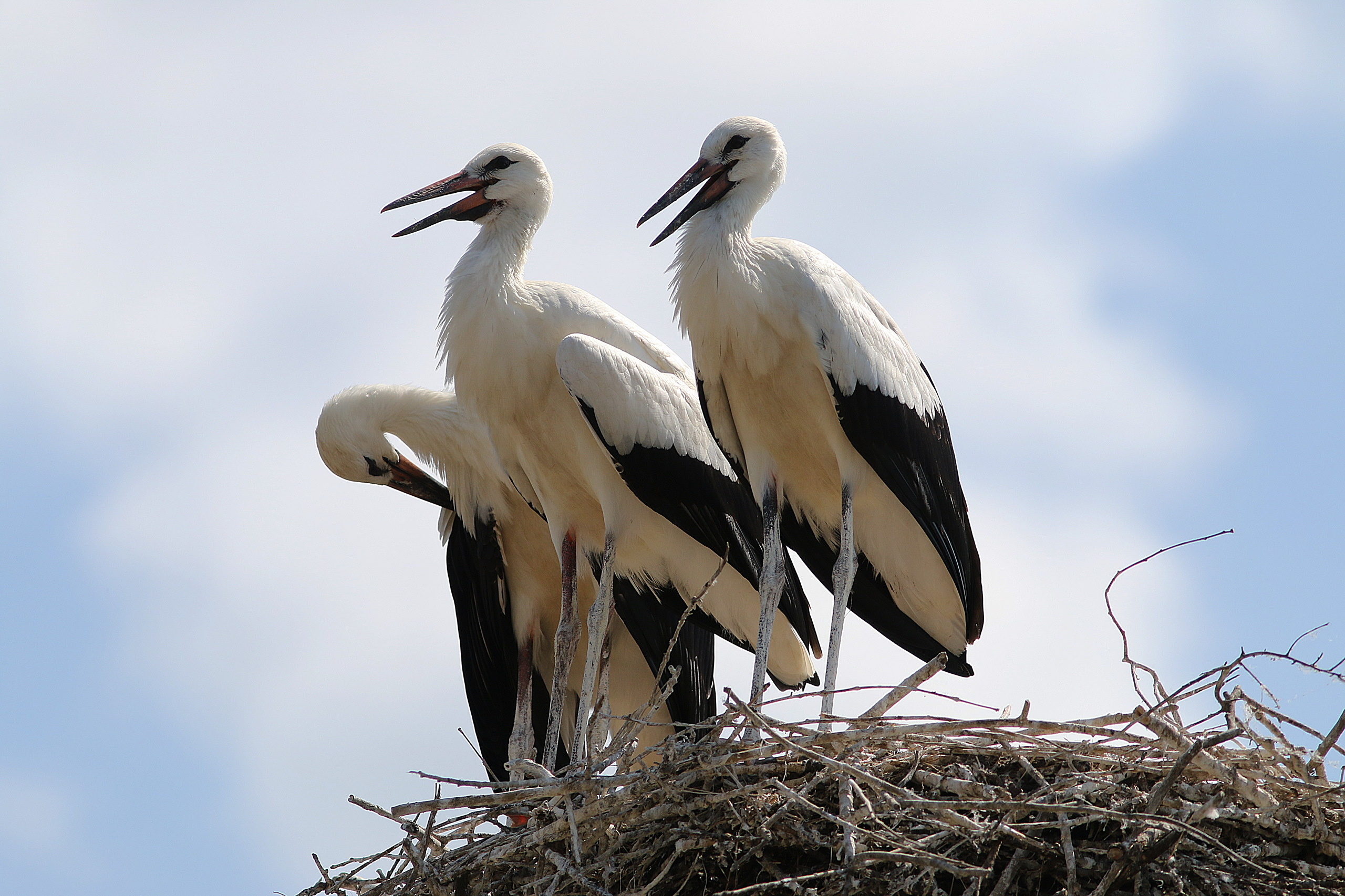 Stork, Stunning visuals, Nature-inspired, High-definition, 2560x1710 HD Desktop