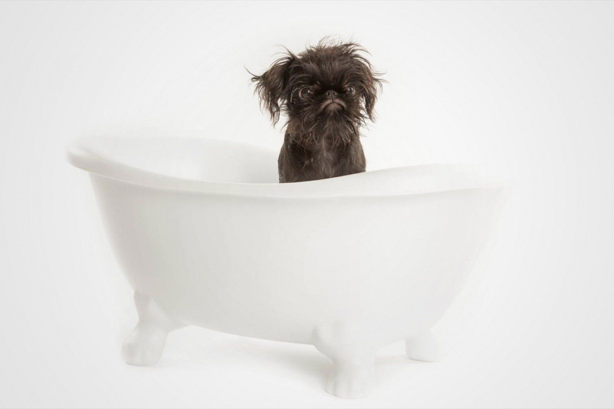 Brussels Griffon, Low-cost business ideas, Animal lover, Entrepreneurship, 2000x1340 HD Desktop