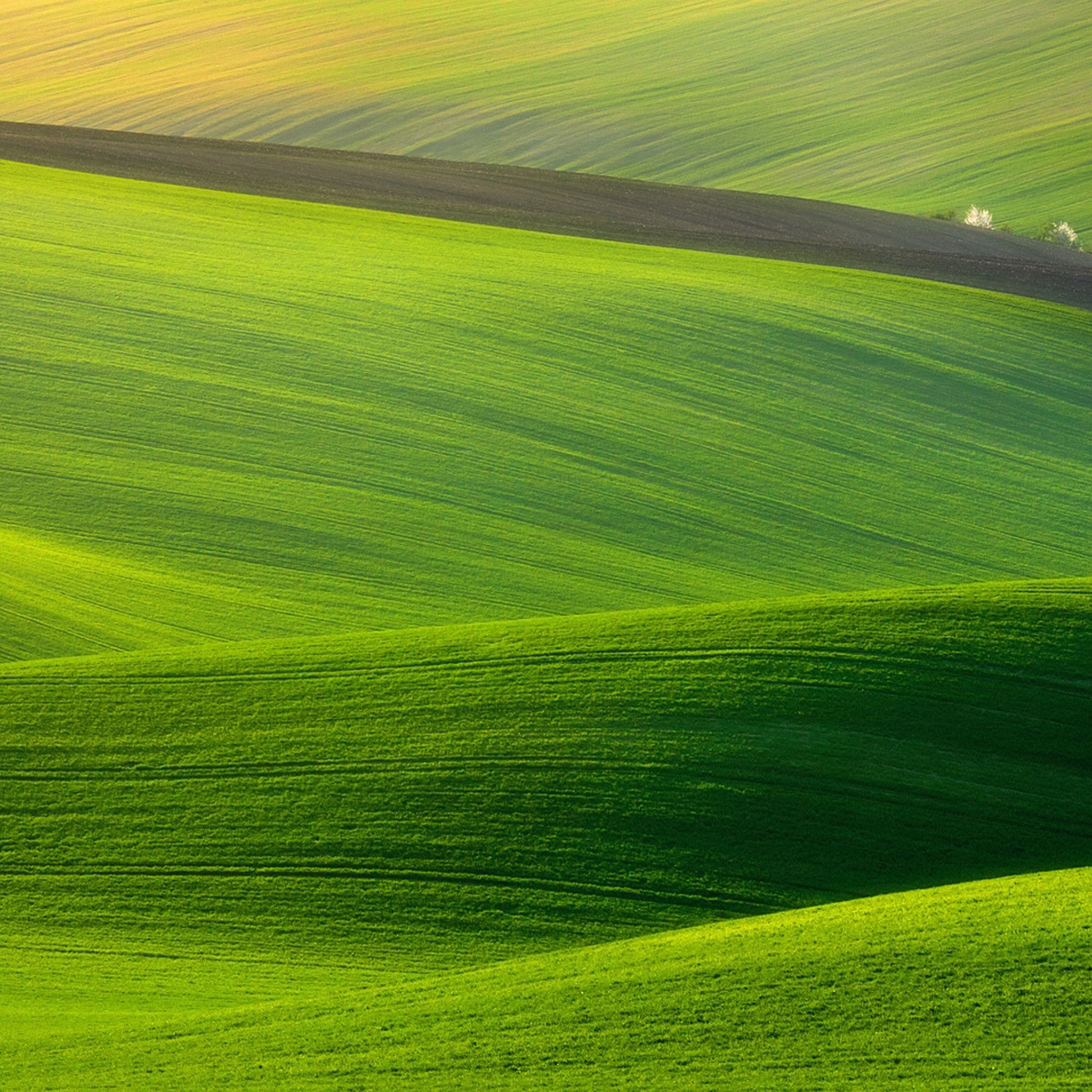 Green grassland iPad, Air 2 wallpapers, iPad air 2 wallpapers, Desktop tablet explore, 2050x2050 HD Phone